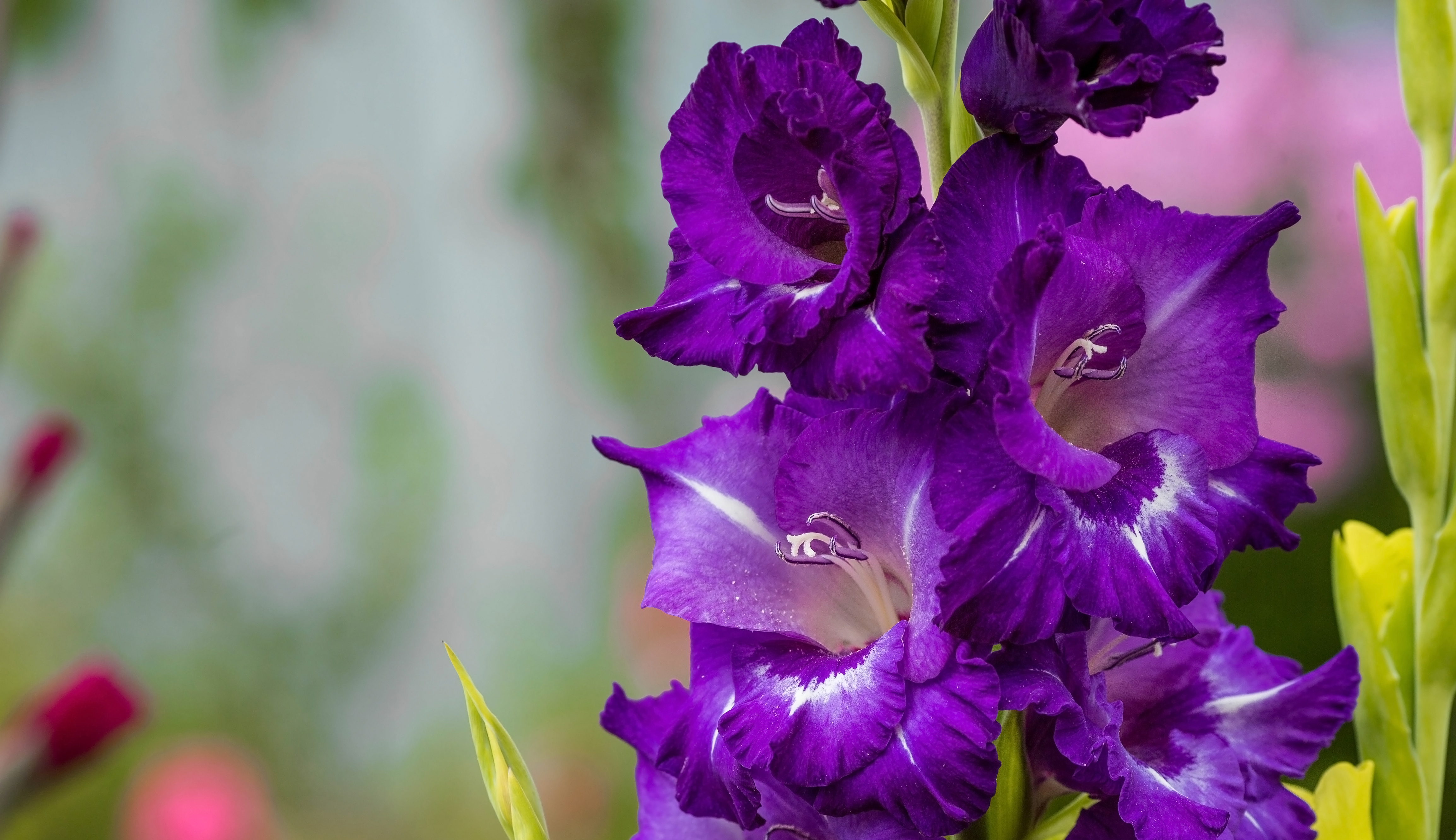 Deep purple gladioli flowers