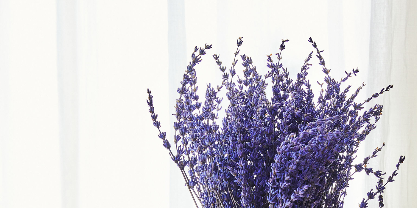 Dried lavender against faded white background.
