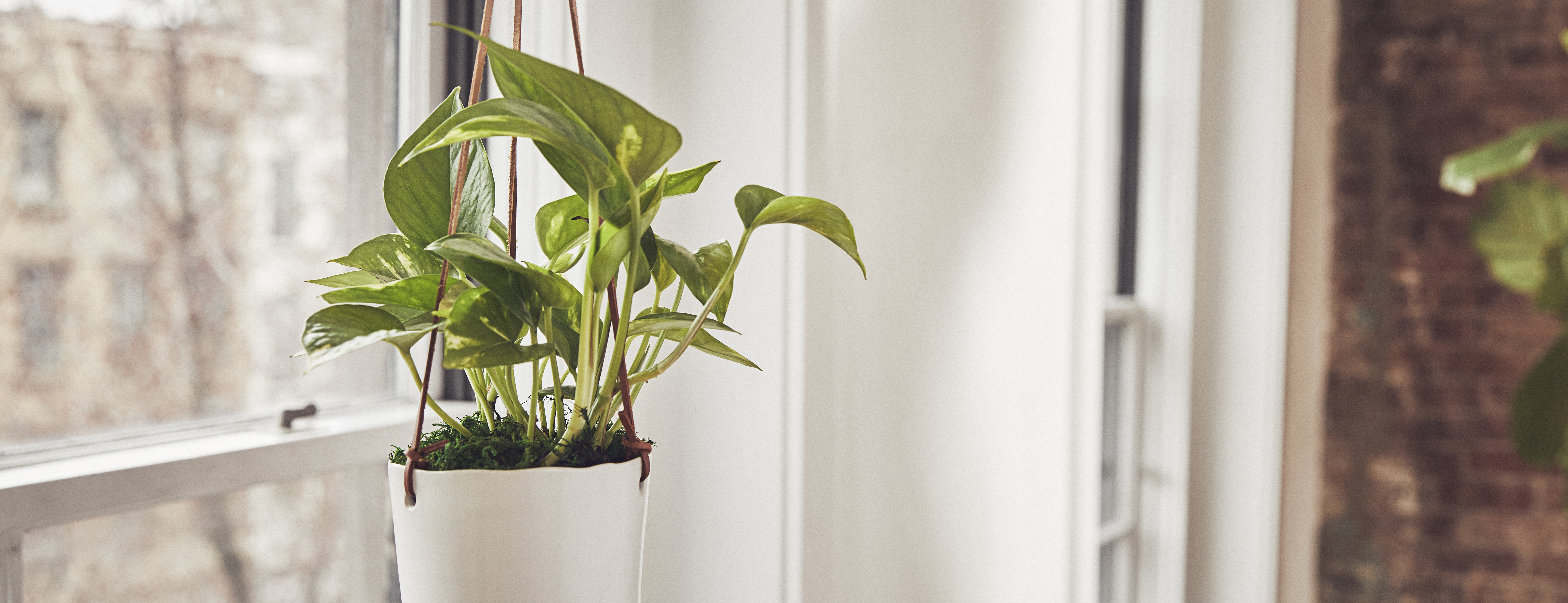 Pothos plant hanging in a sunlit window.