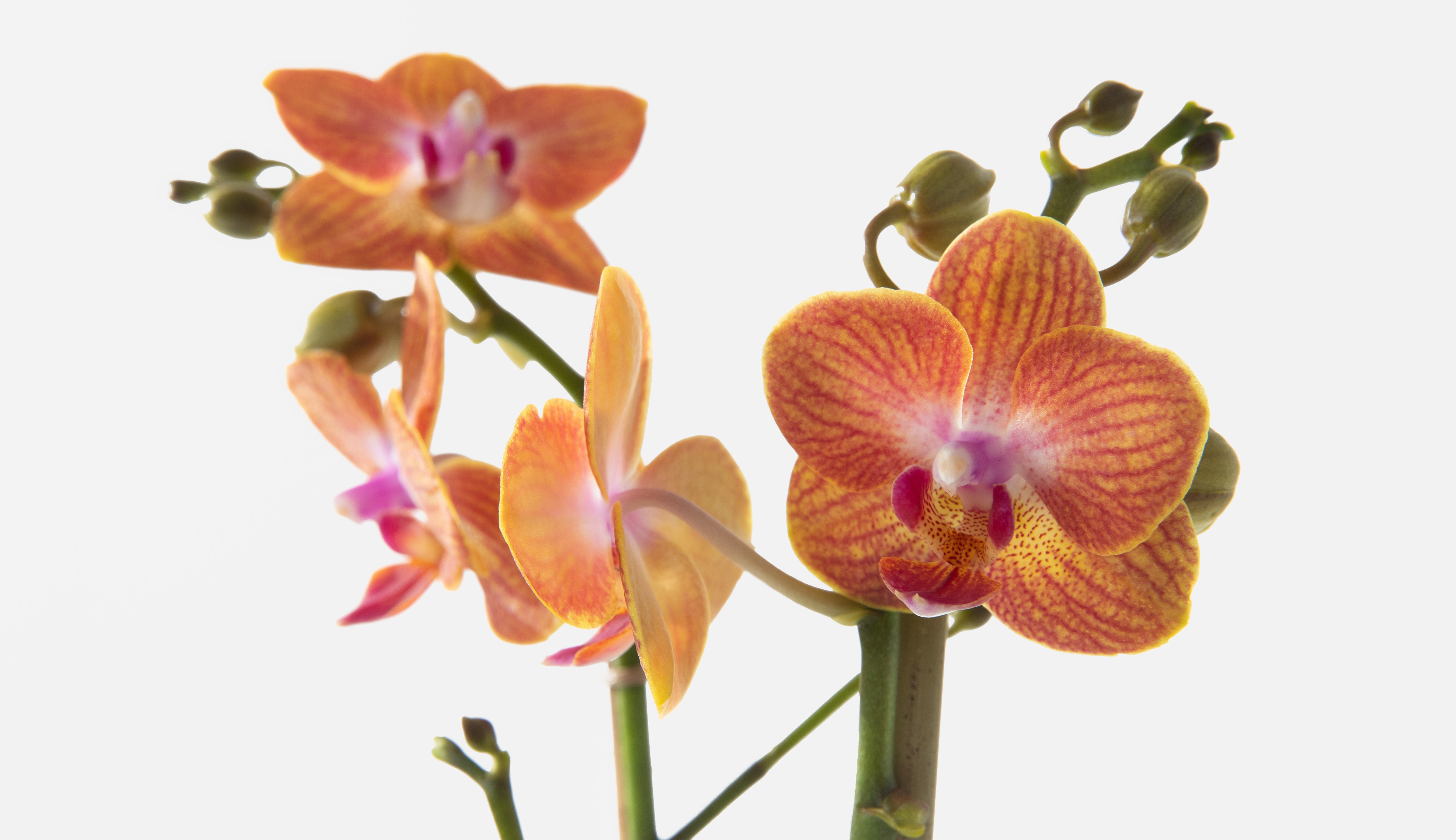 Close up or an orange orchid flower