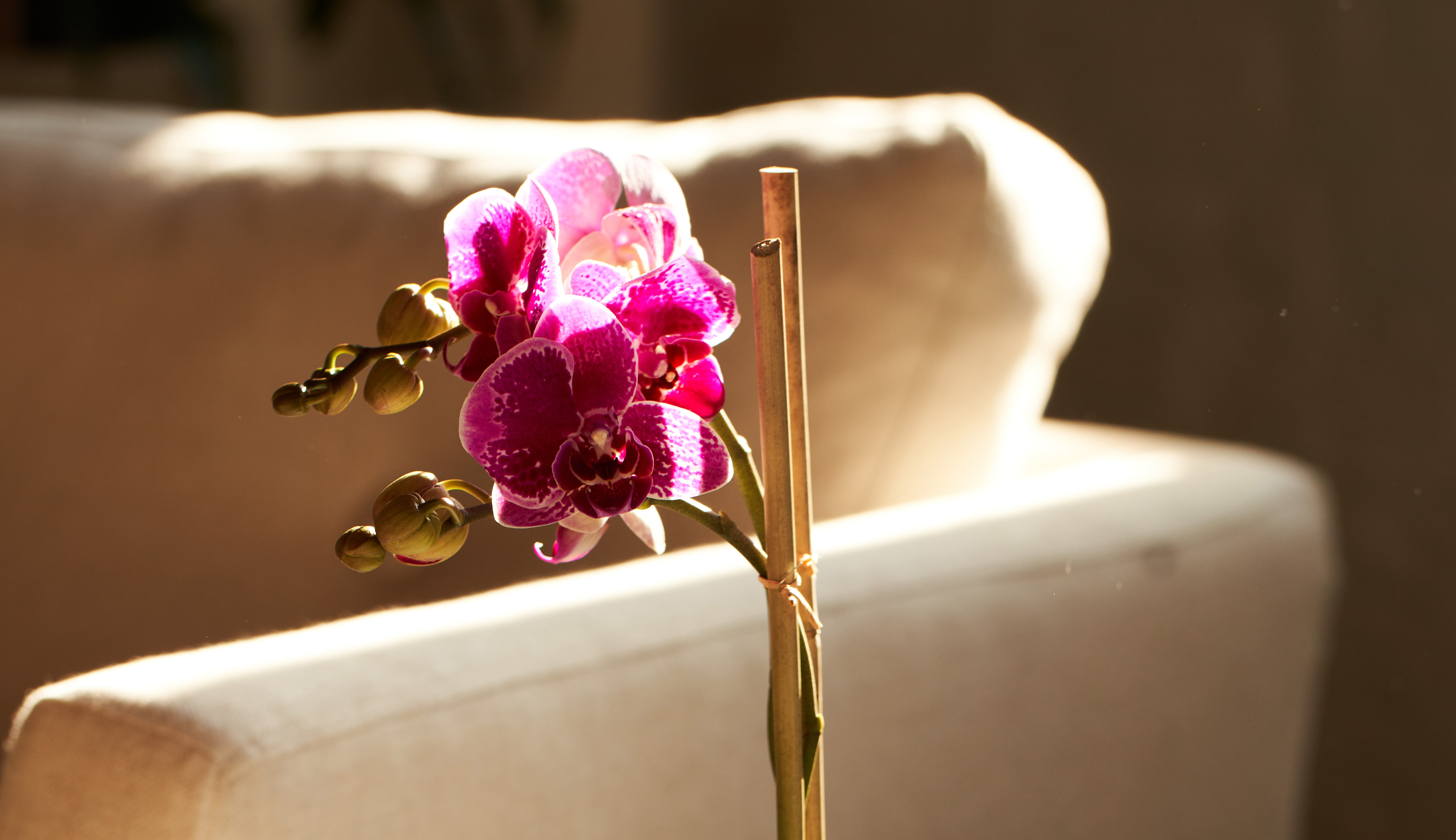 Close up image of a purple orchid plant.