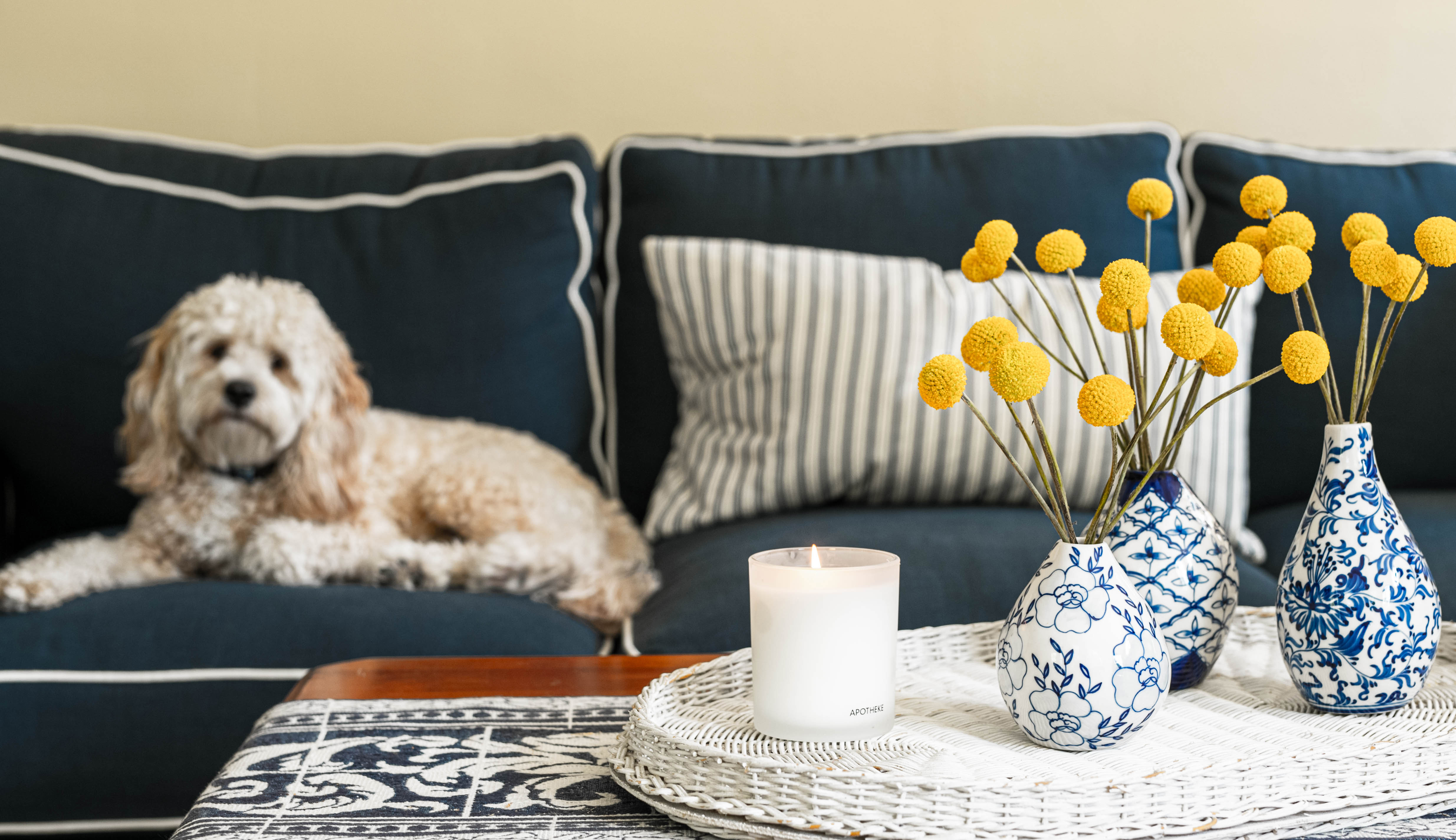 Dog sitting on a couch behind vases of dried flowers