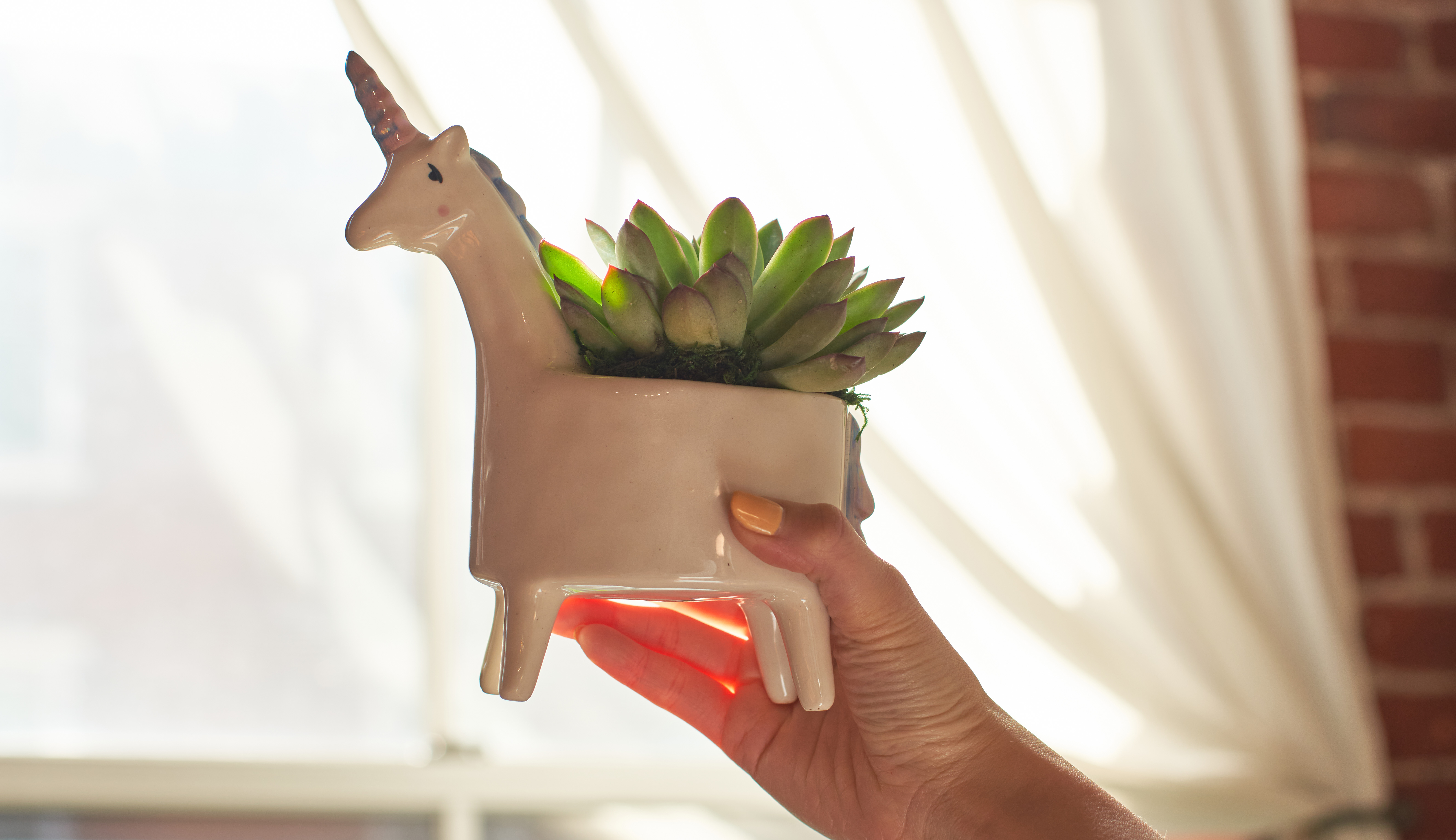 Pet-friendly succulent in a unicorn shaped planter