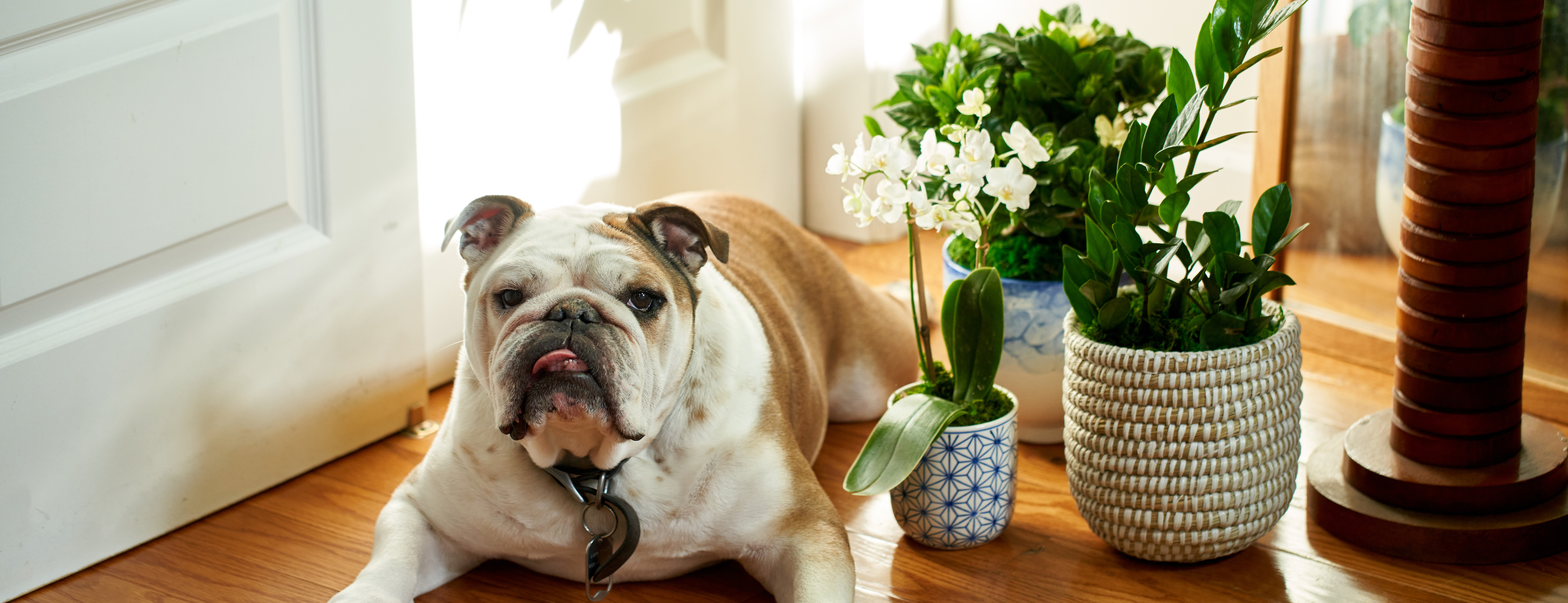 Dog laying on floor among various pet-friendly plants