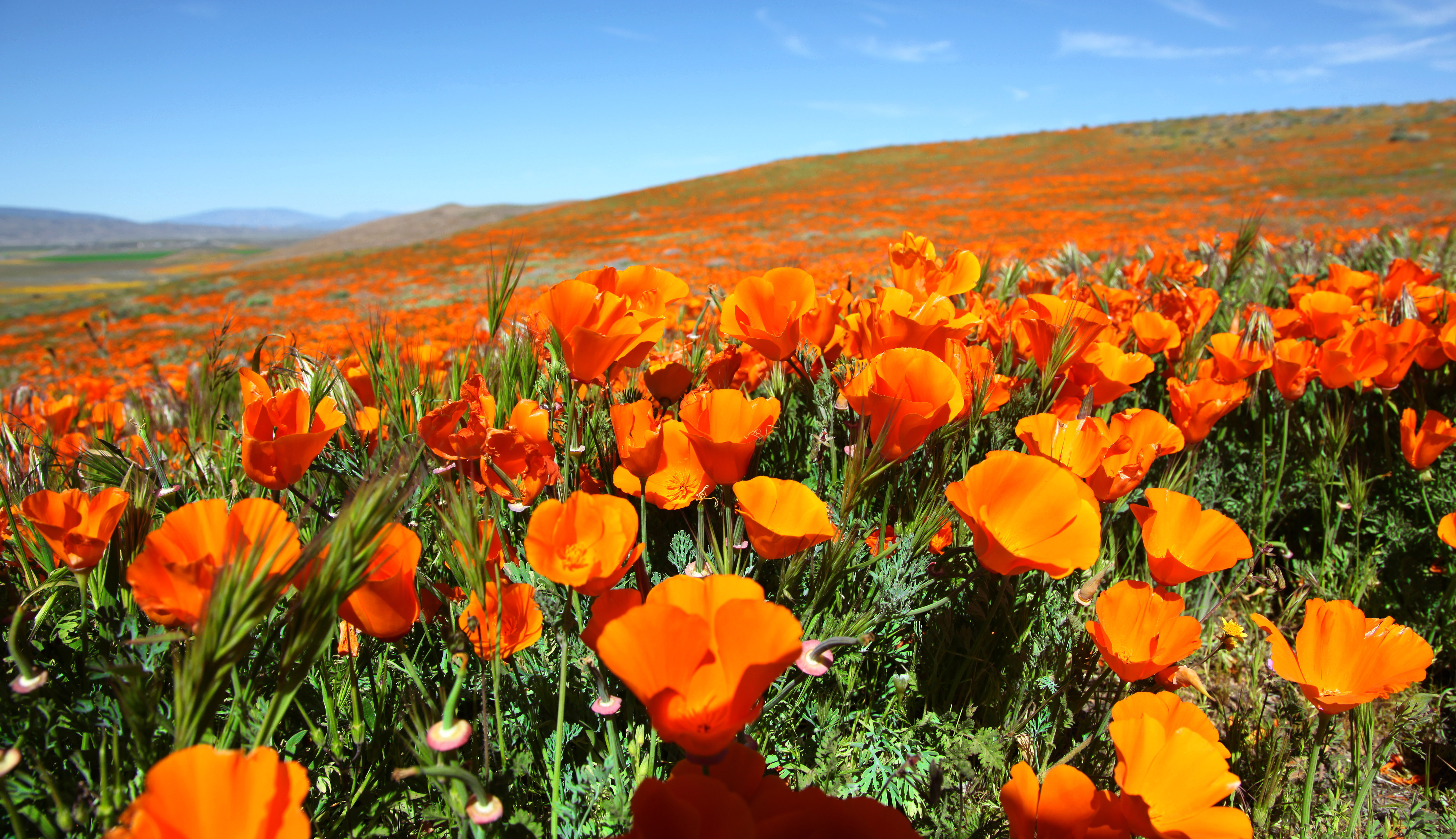 A field of California poppies
