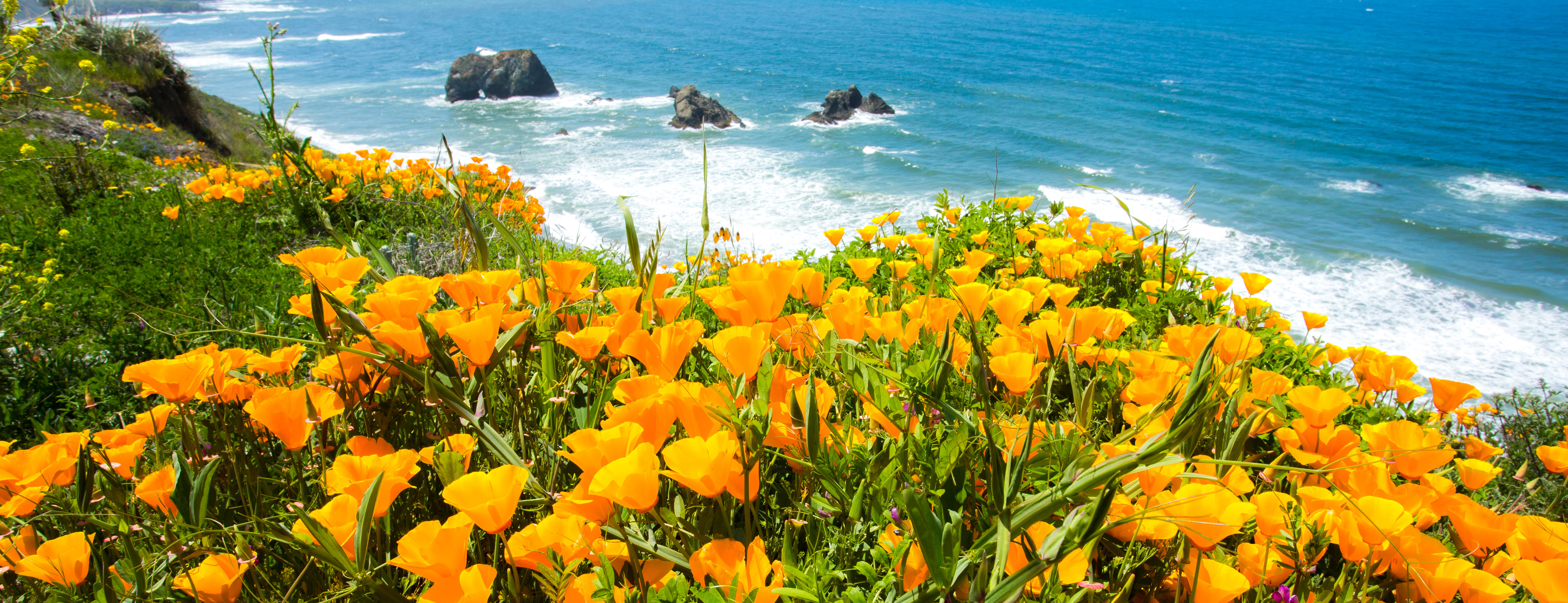 A field of poppy flowers over the ocean