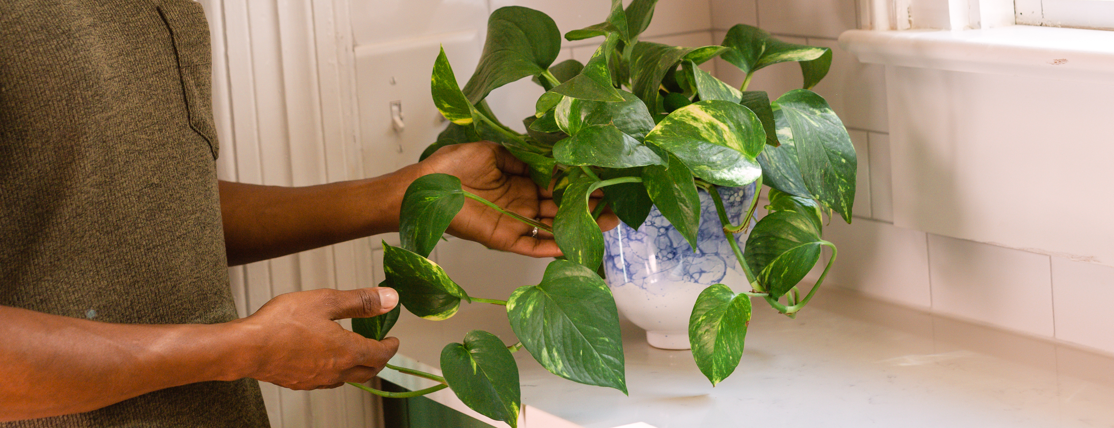 Hands holding leaves of pothos plant