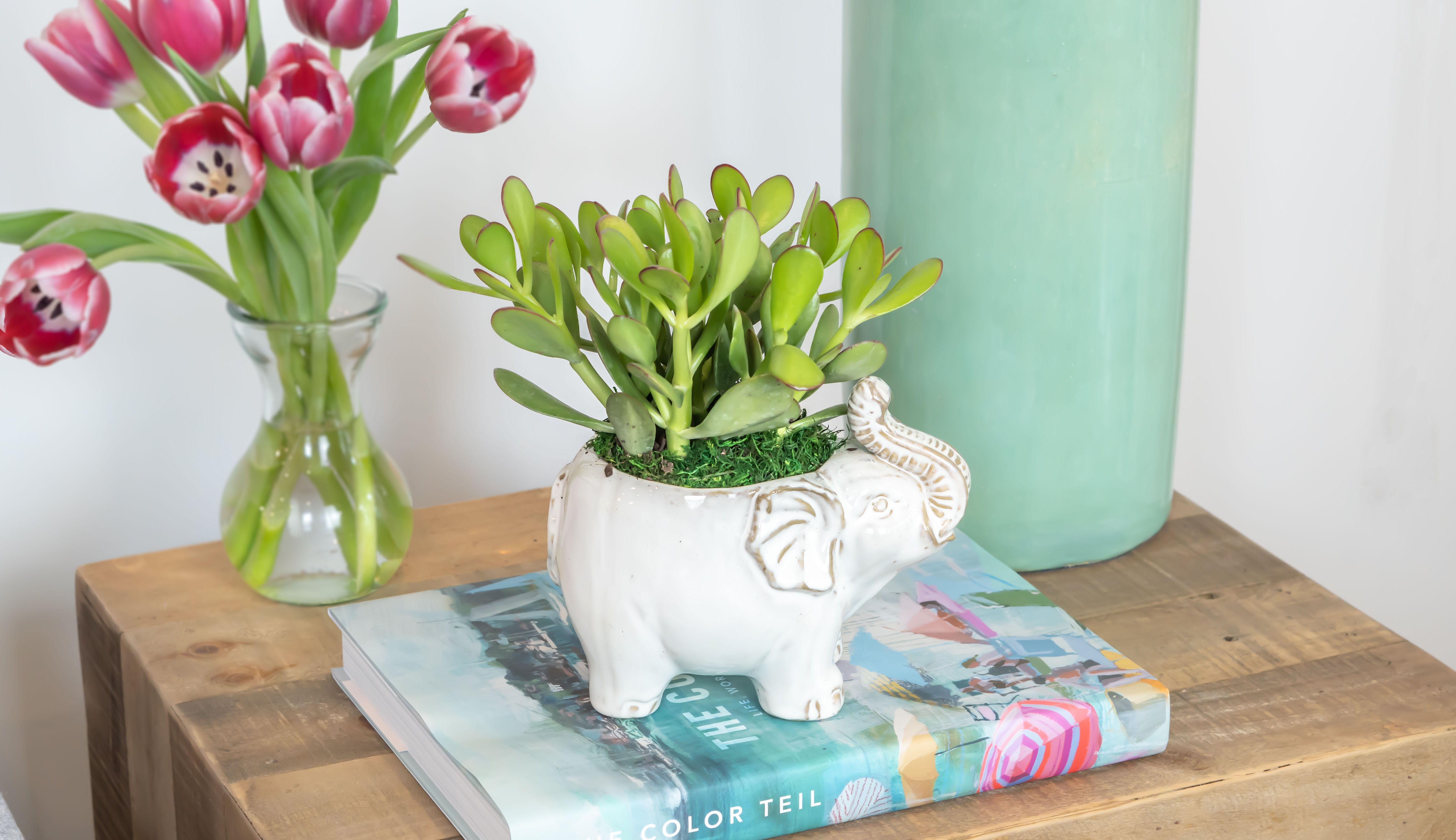 Jade succulent in white planter shaped like an elephant