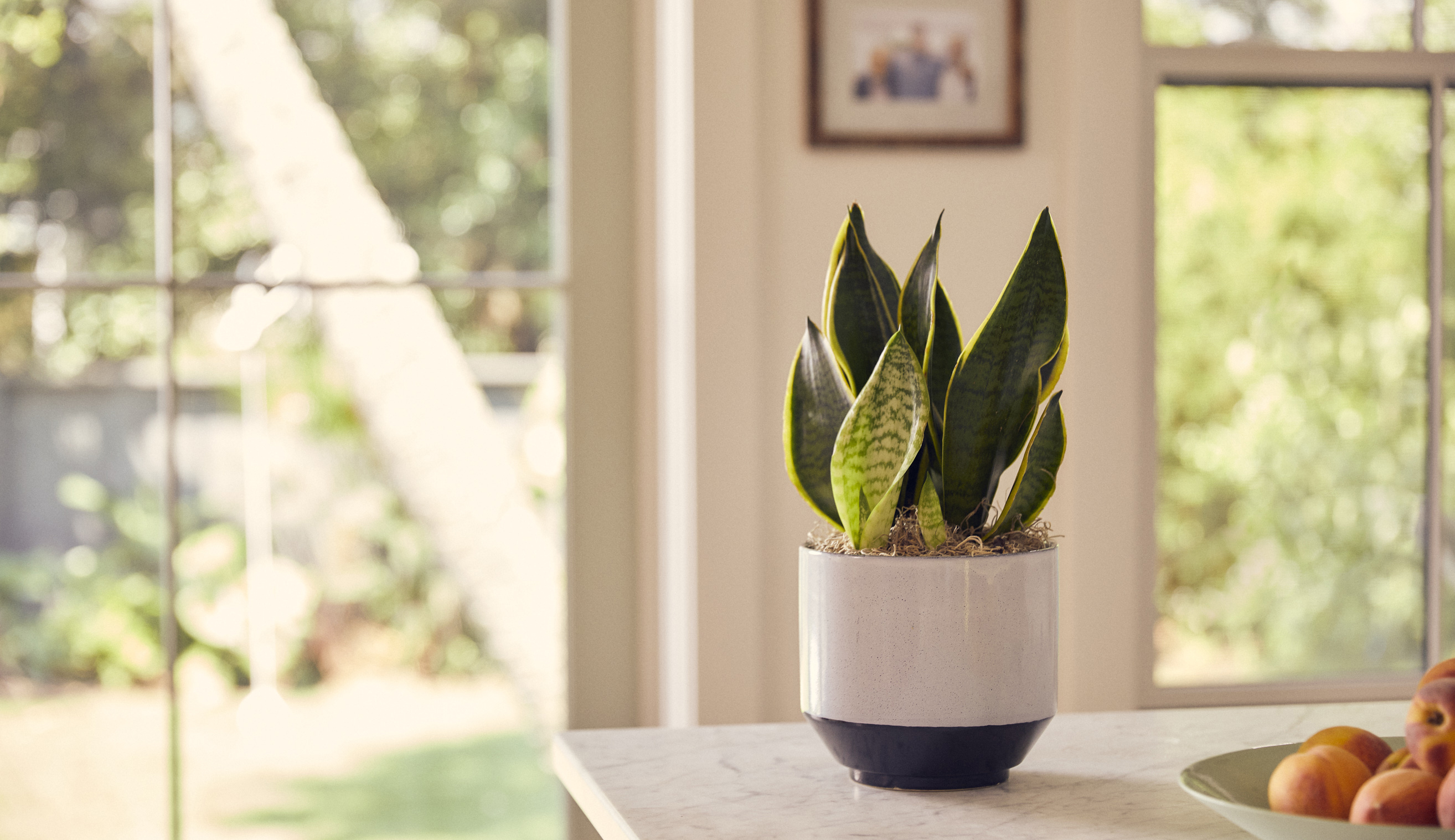 Snake plant indoors with partial natural light