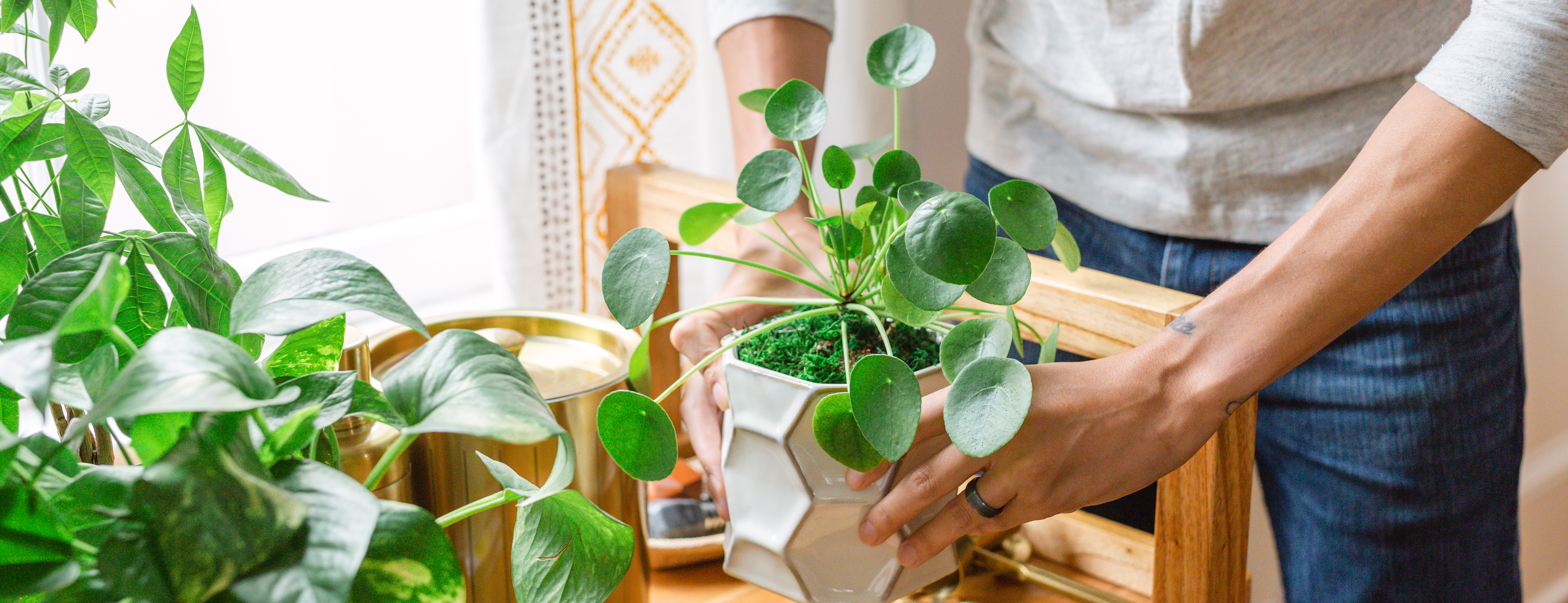 Hands surrounded by indoor plants, Chinese money plant and golden pothos plant
