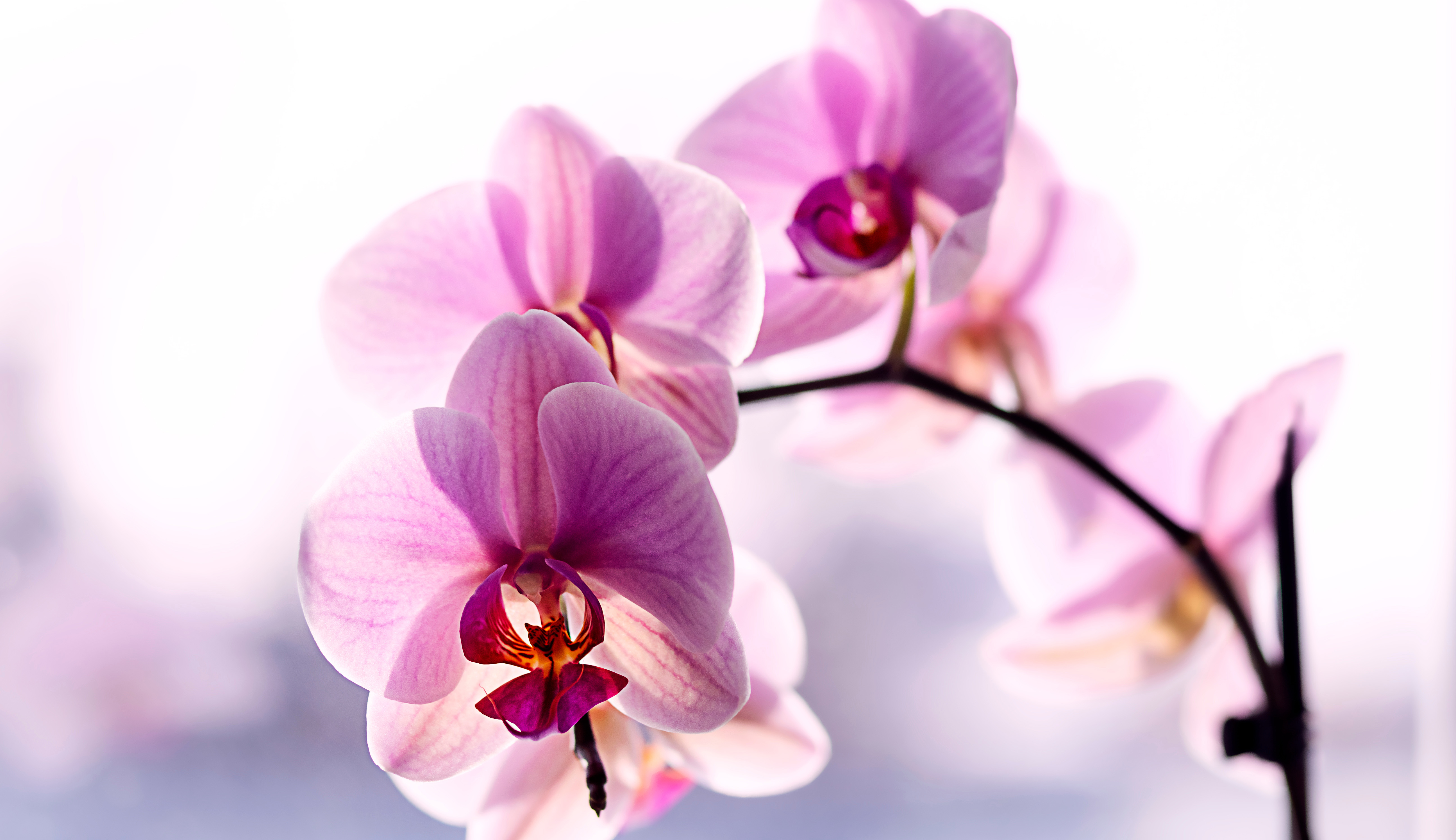 Close up of a pale purple orchid available for same-day delivery