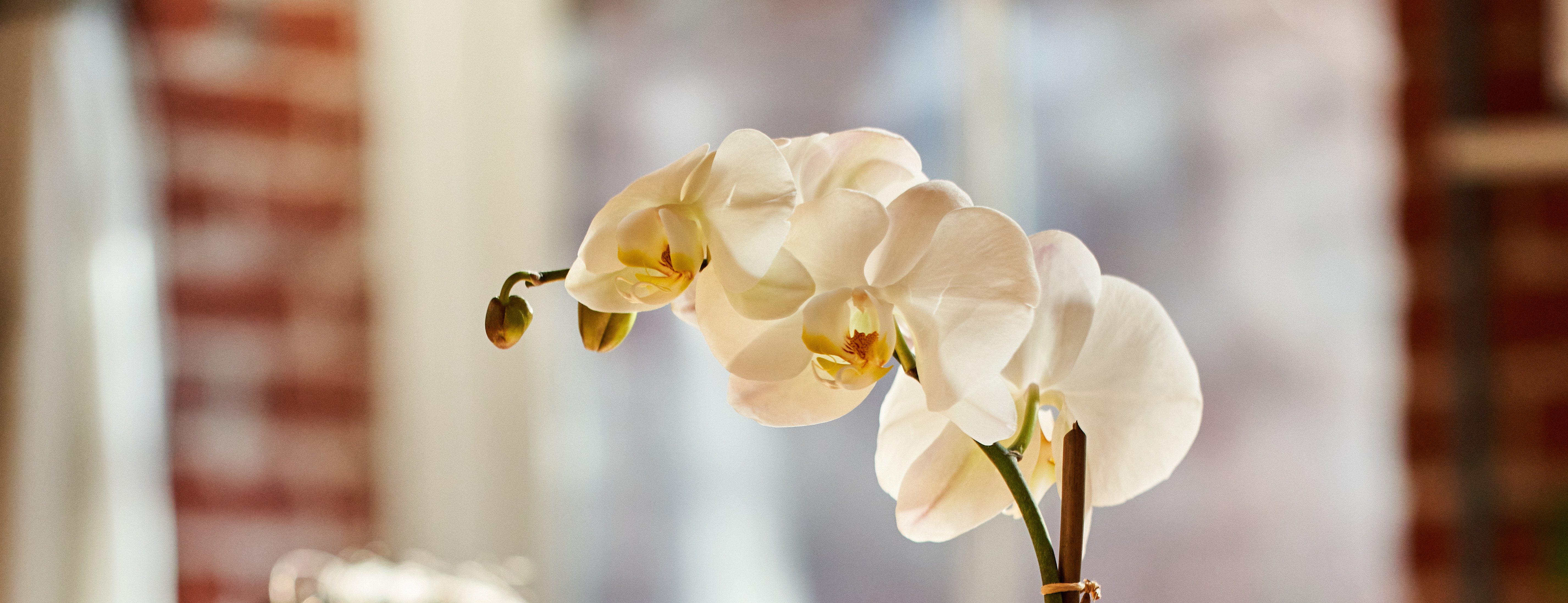 Close up of a white orchid