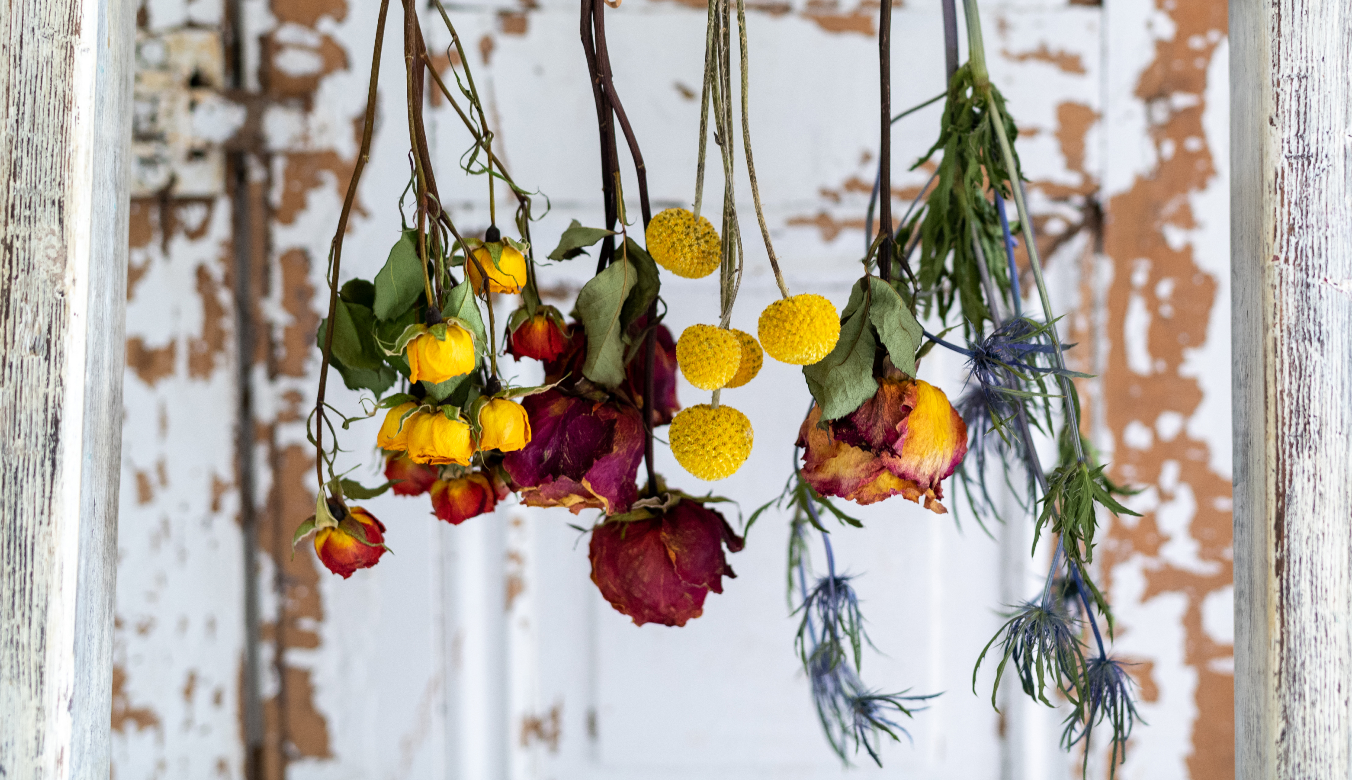 Dried flowers displayed for wall decor