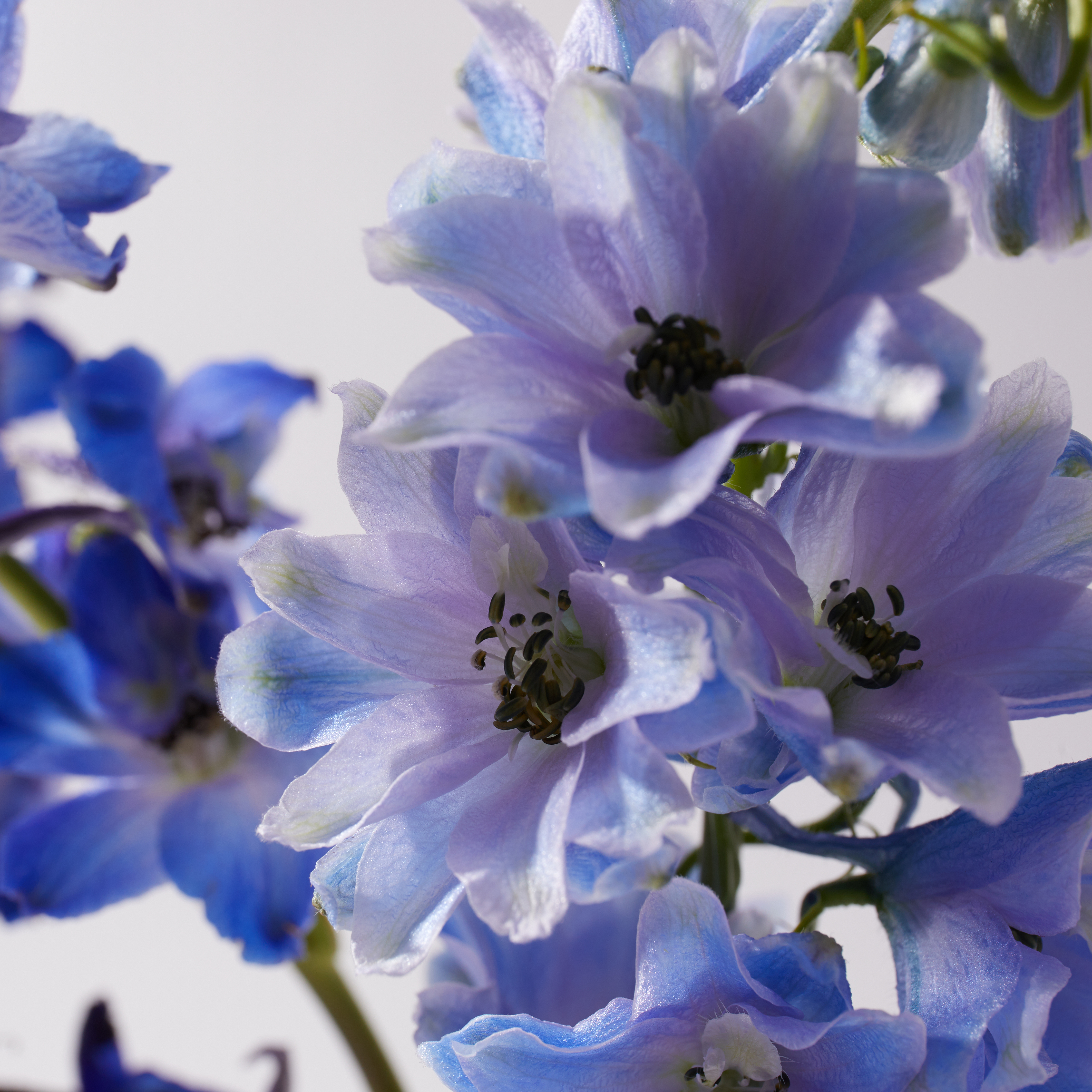 july-birth-flower-delphinium