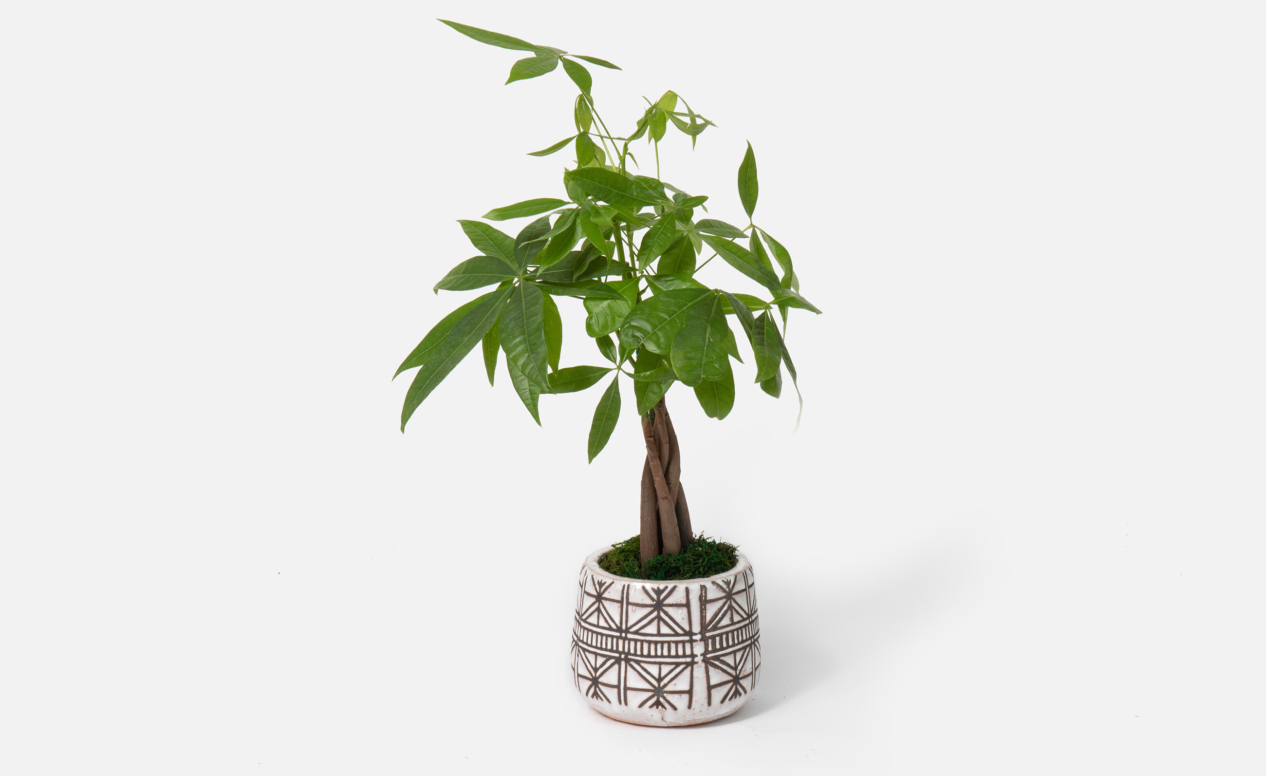 Money tree plant for Father's Day