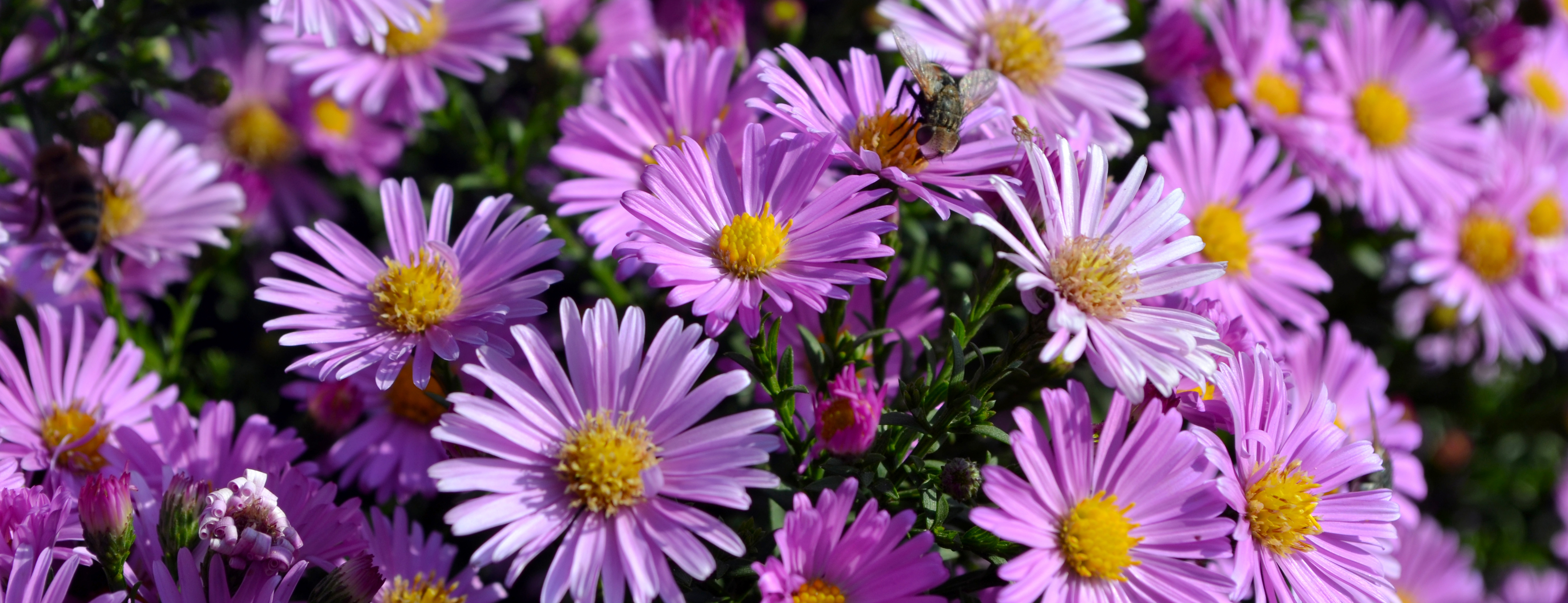 Field of purple aster flowers