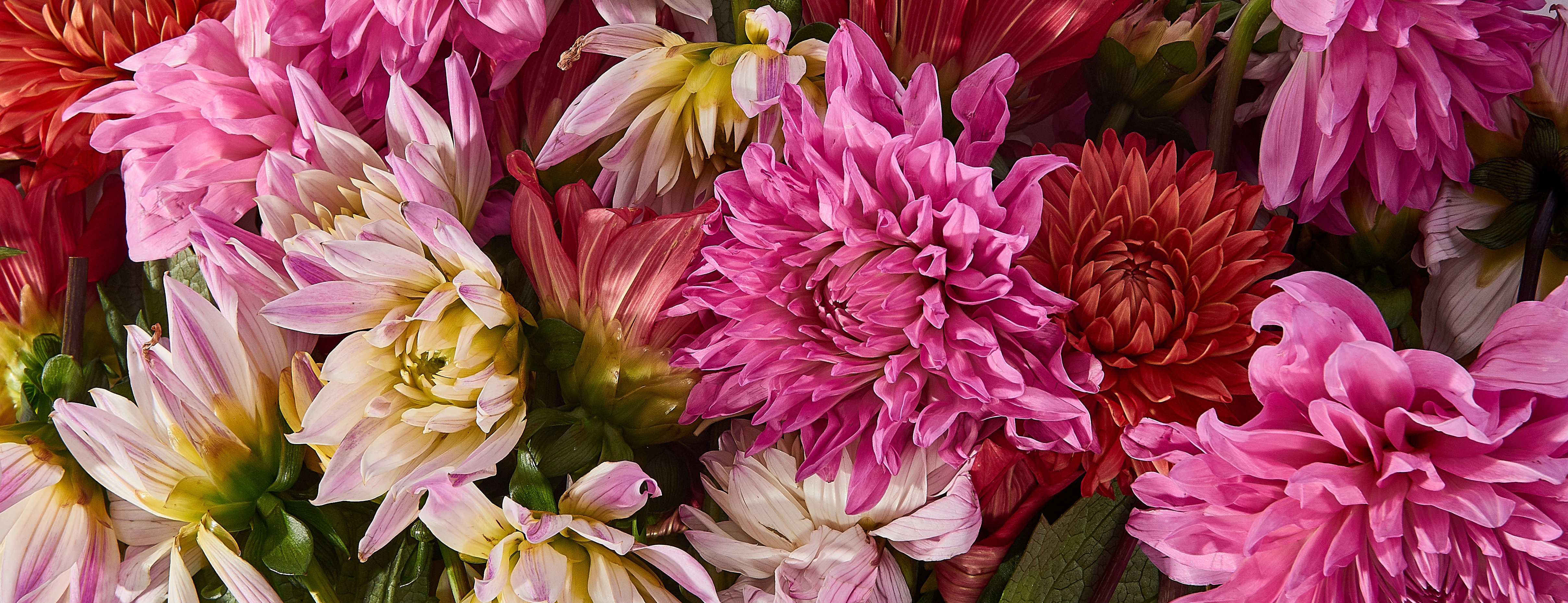 Multicolored dahlias in shades of pink and red