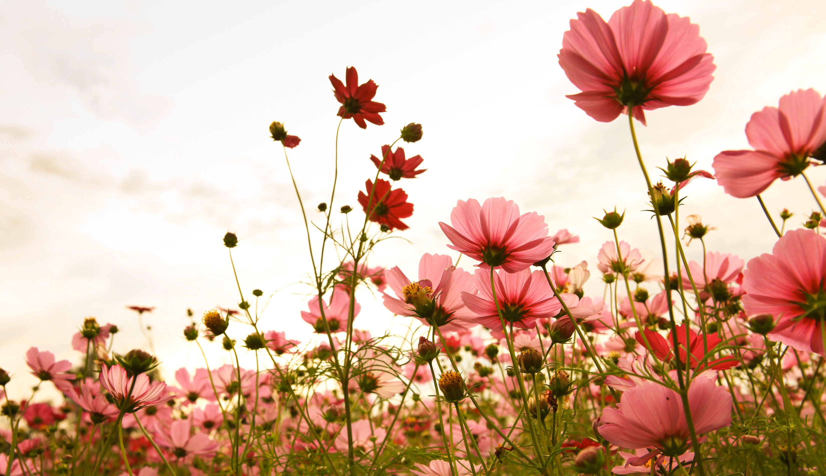 Sunlit field of pink cosmo flowers