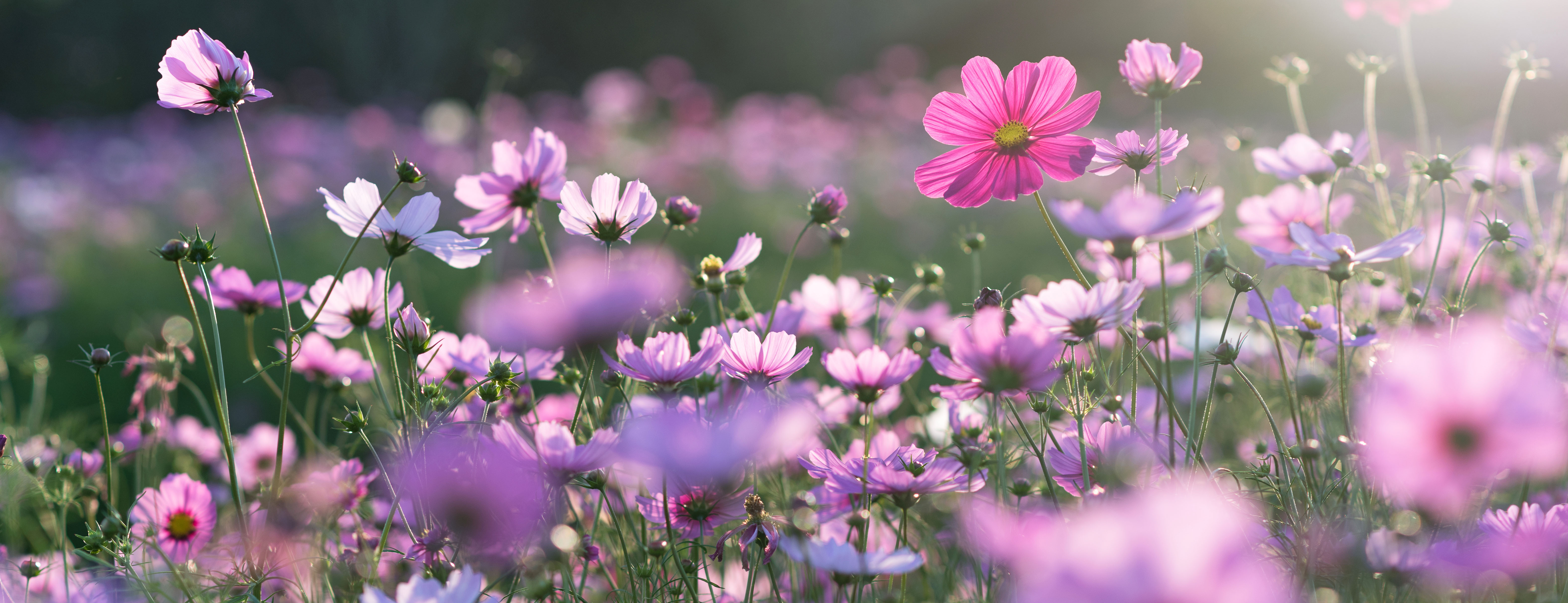 Field of purple and pink cosmo flowers