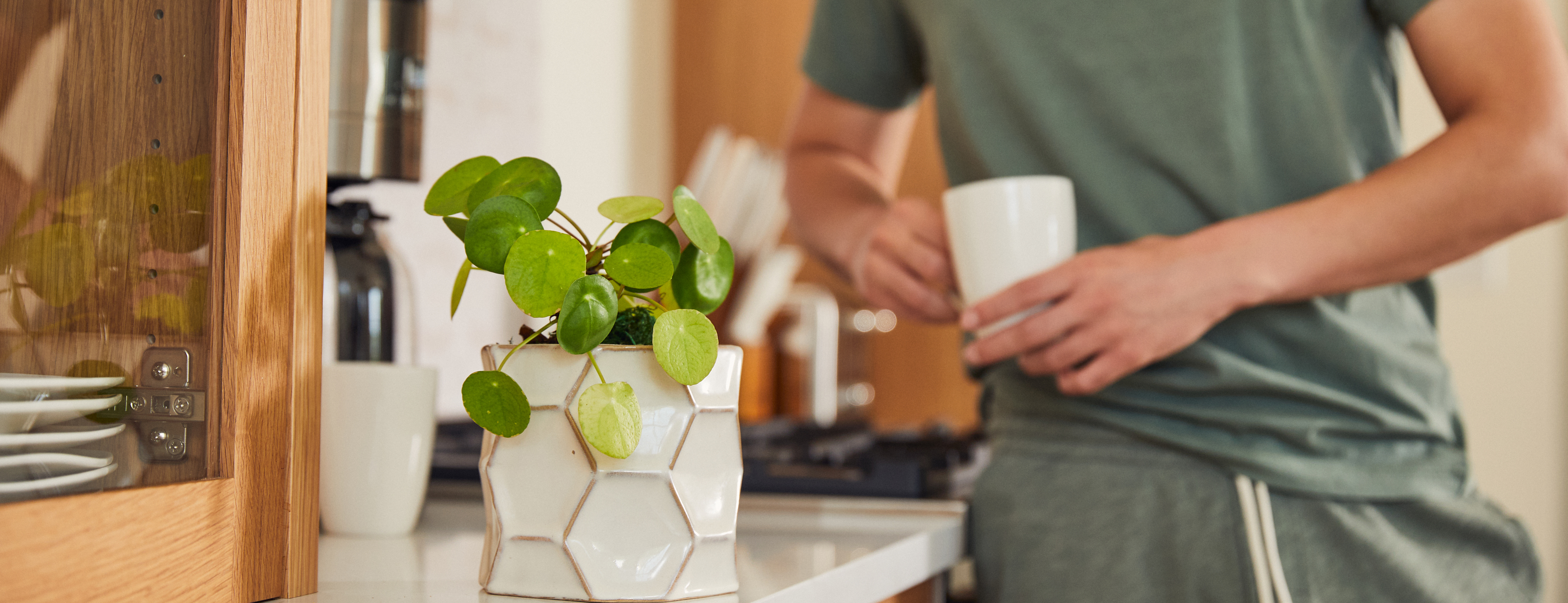 Man leaning on counter with Chinese money plant