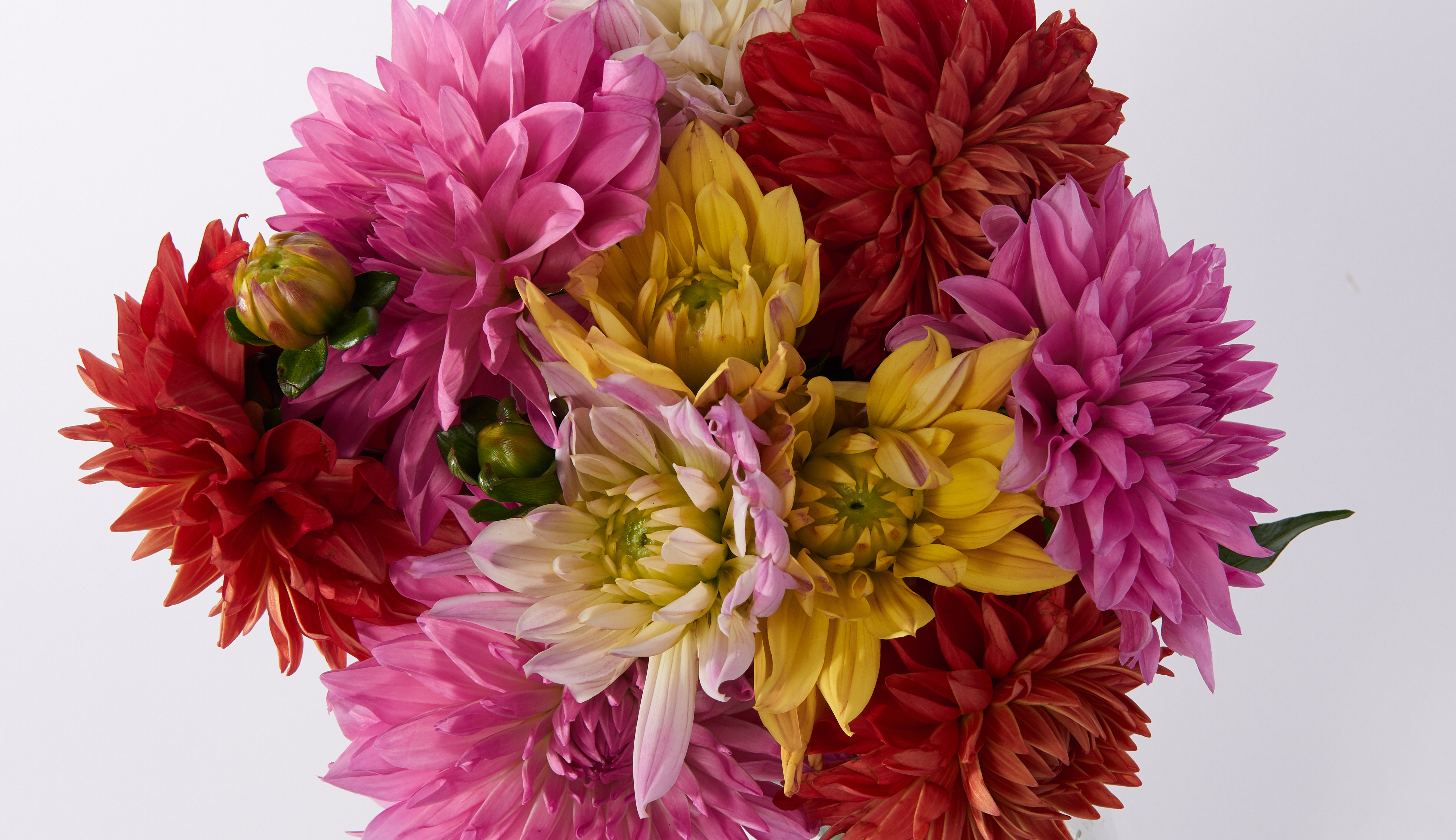 Close up of a dahlia bouquet with multicolored dahlias