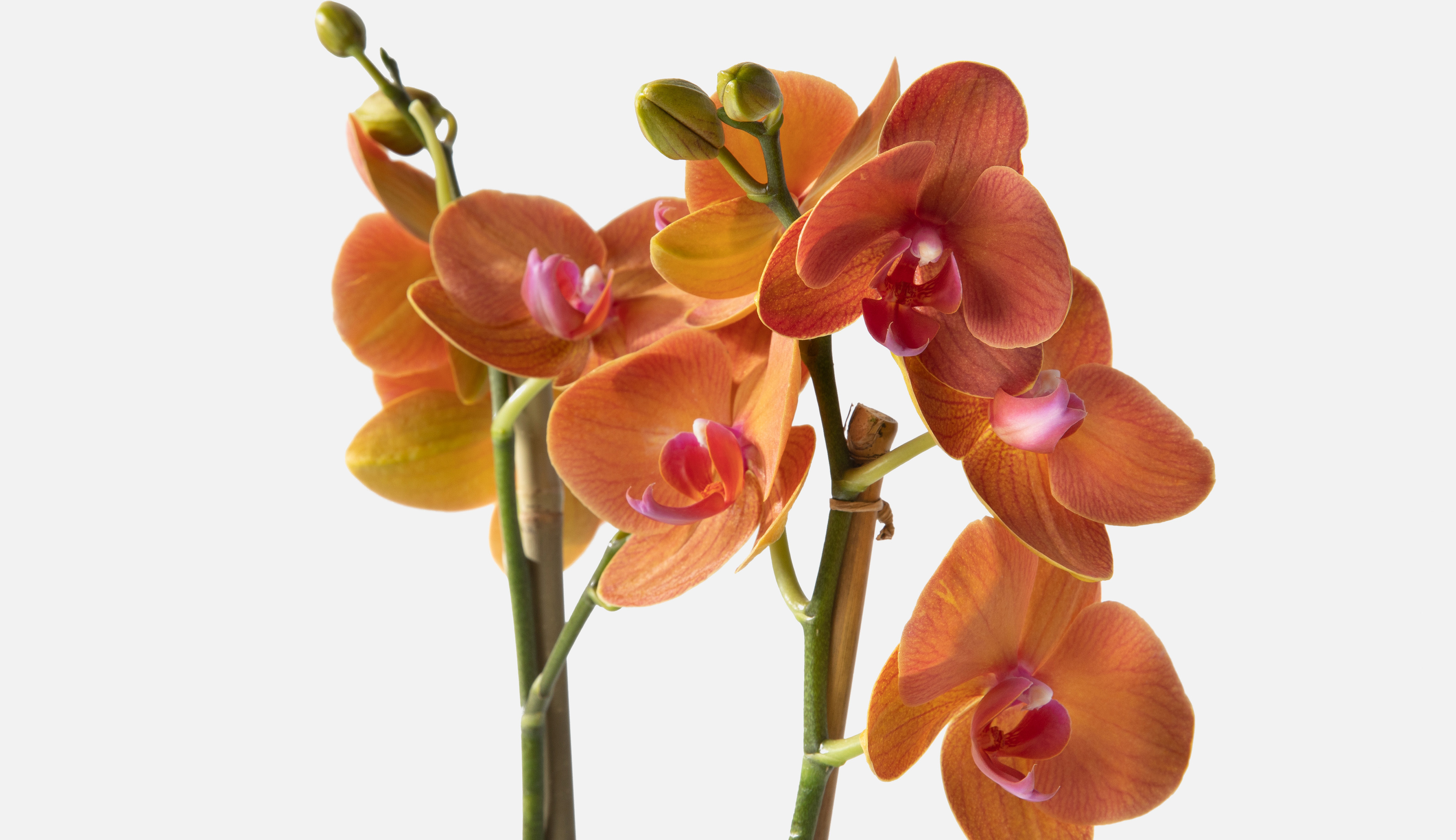Close up image of an orange orchid