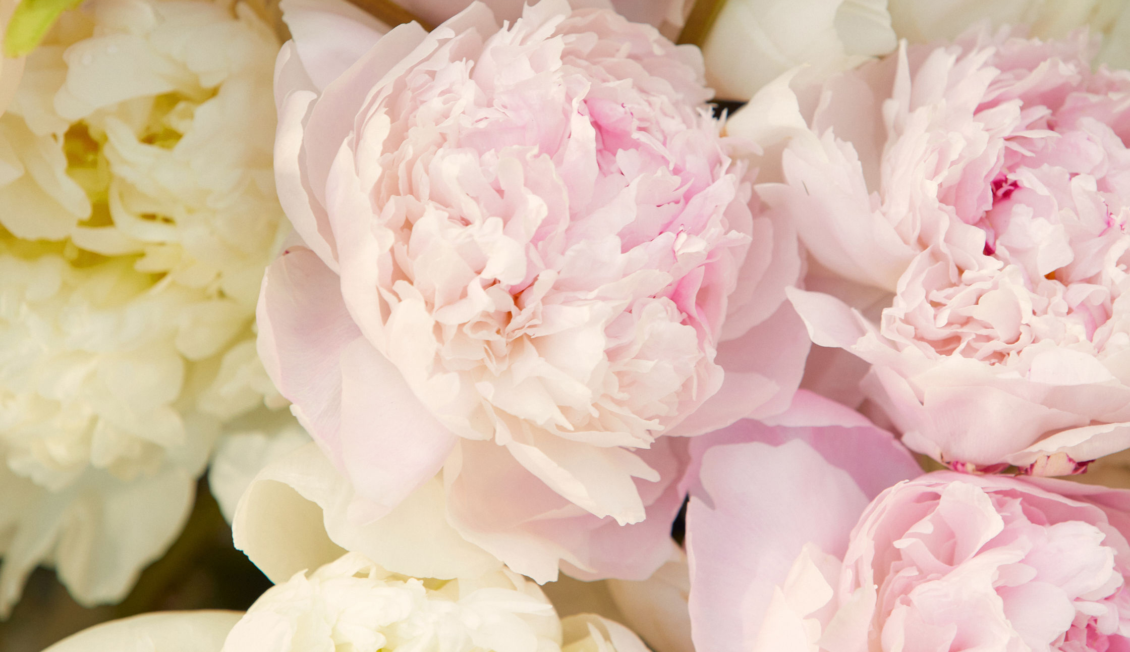 Close up of peony flowers in pink and white