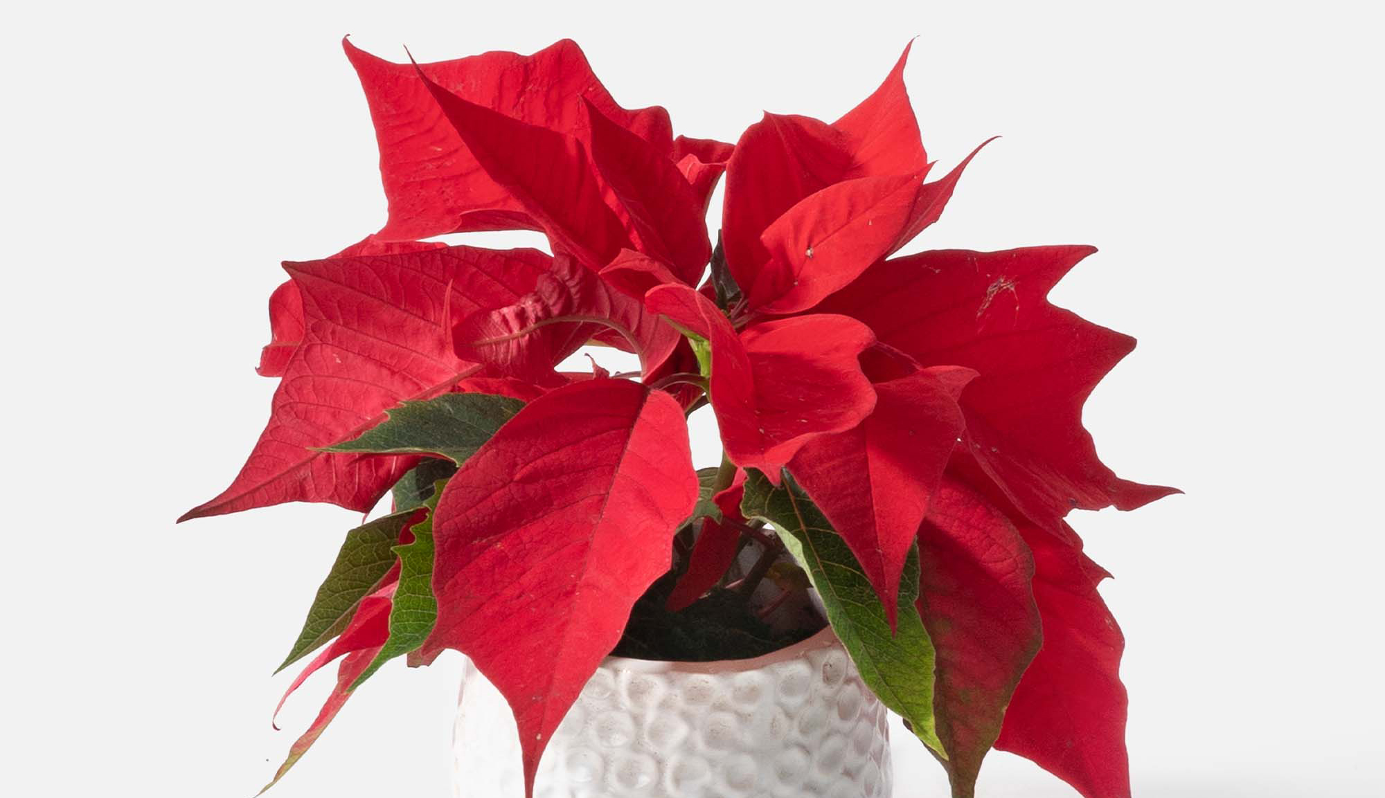Close up image of a holiday poinsettia plant