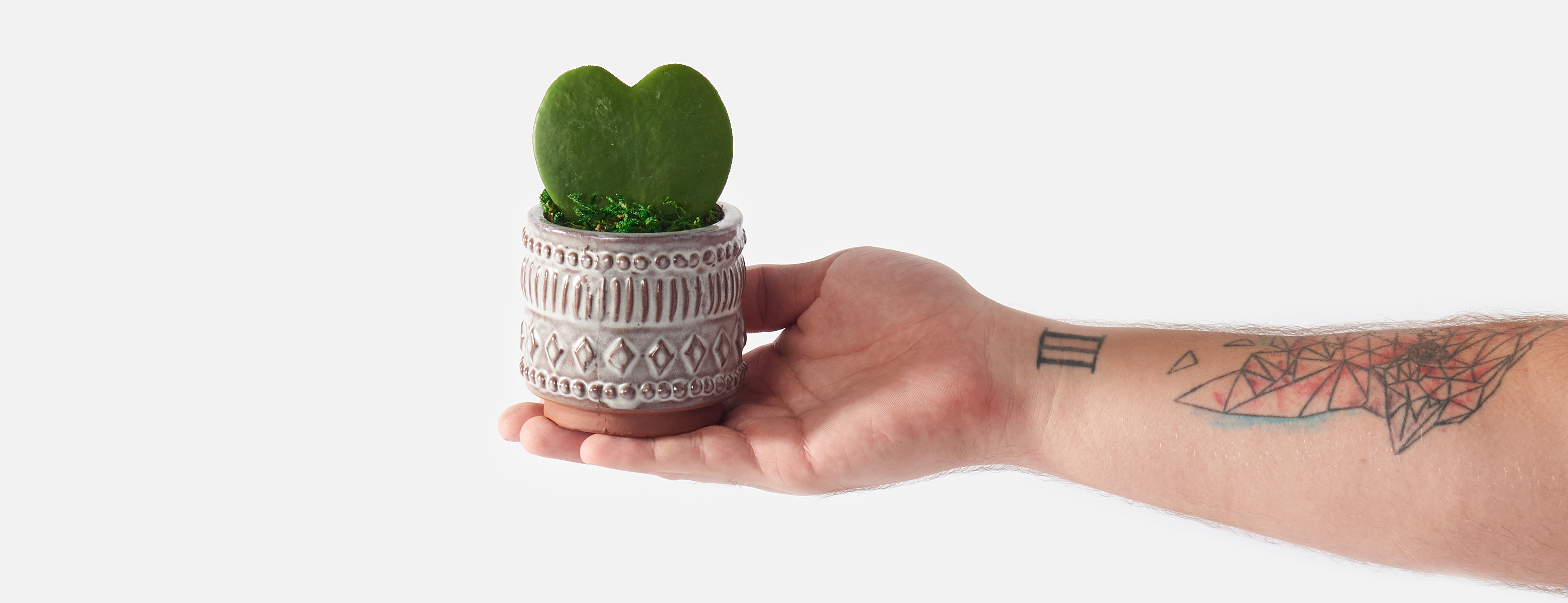 Hand holding a succulent plant