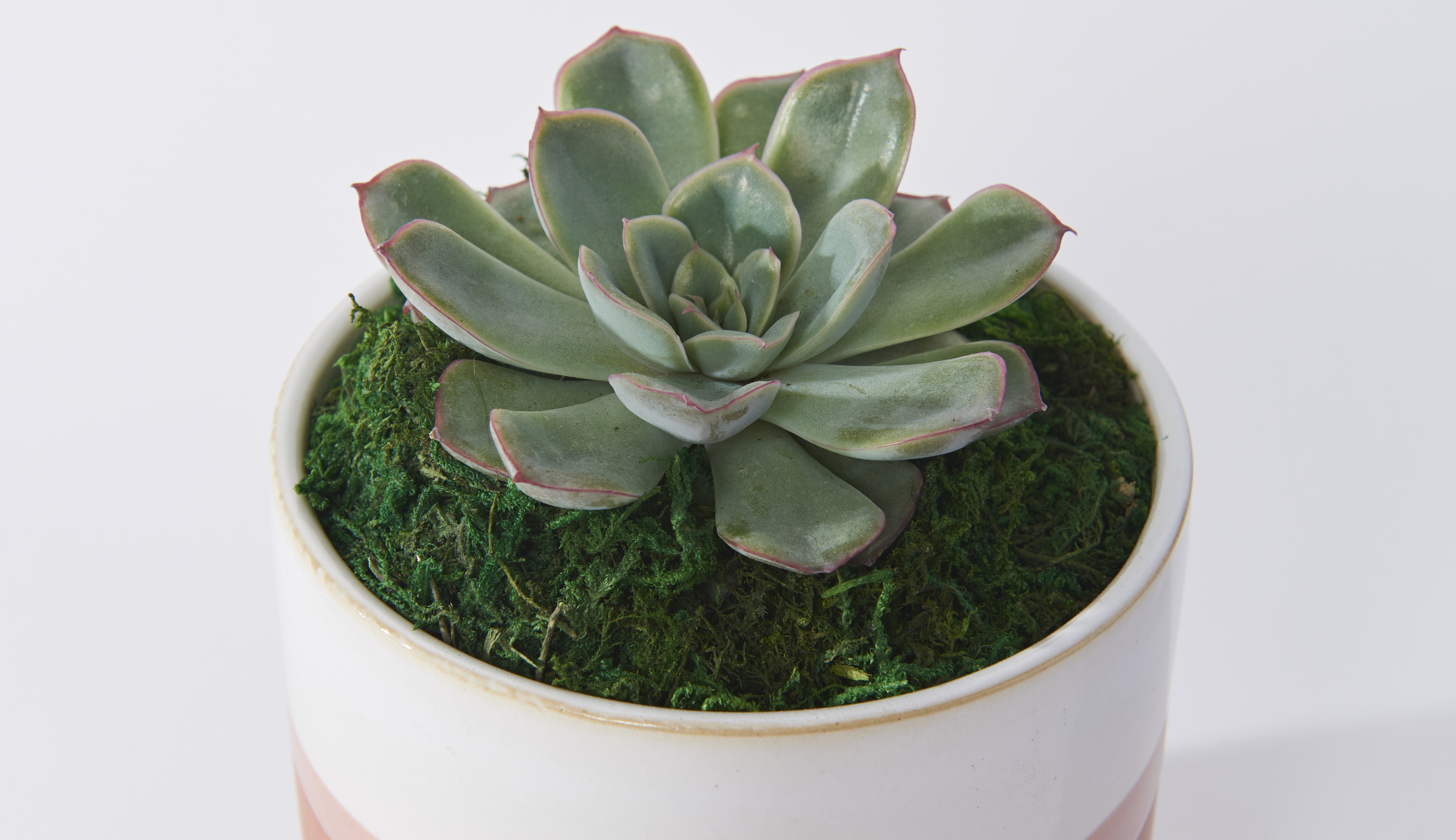Close up of an indoor succulent plant
