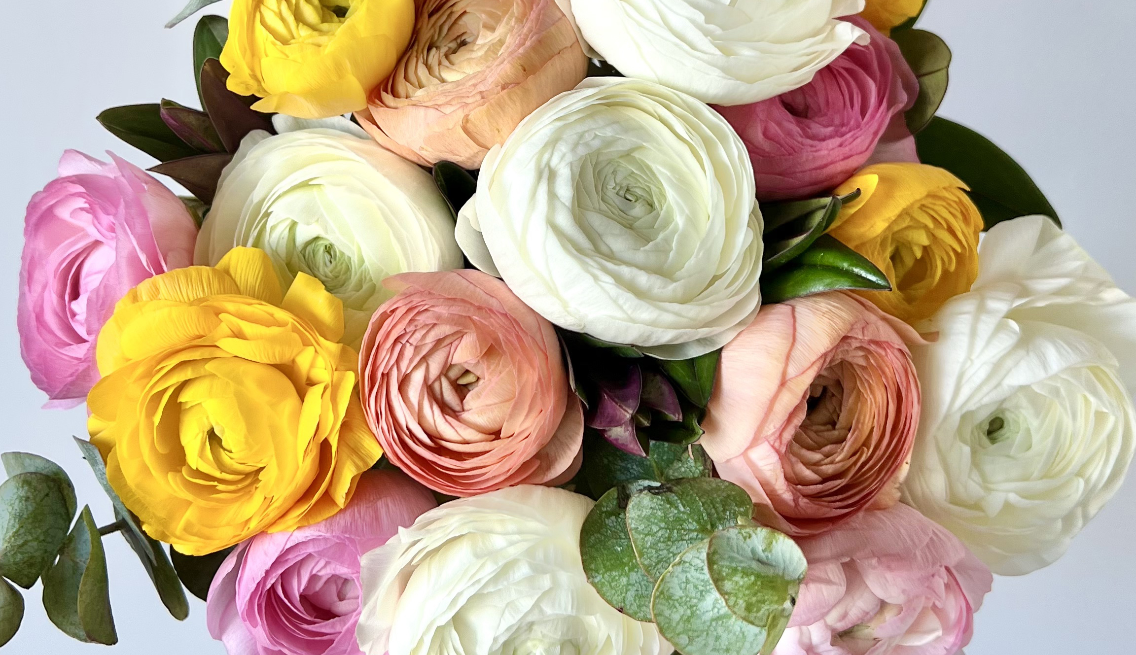 Close up of a colorful ranunculus bouquet for Mother's Day