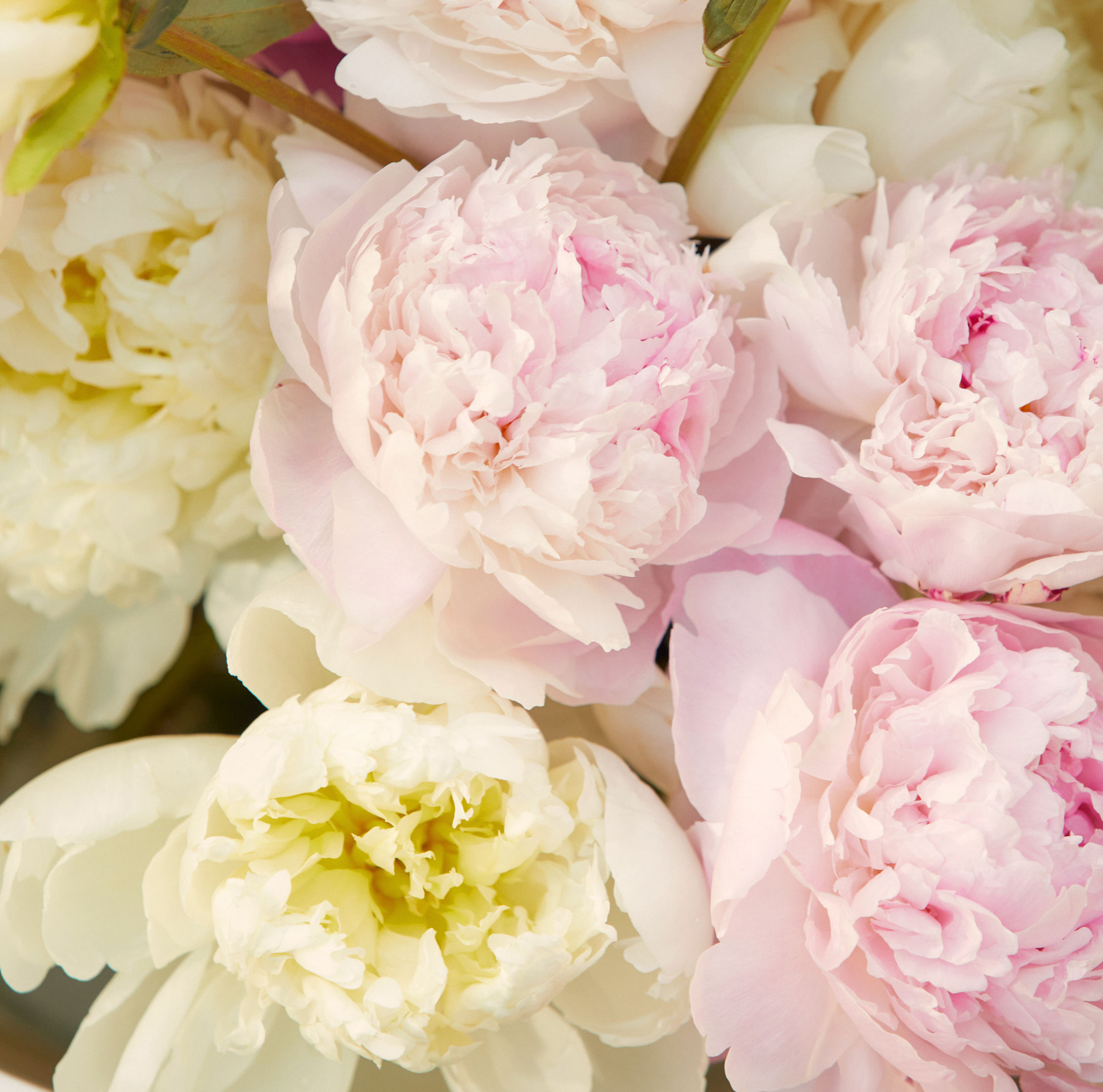 top-peony-images