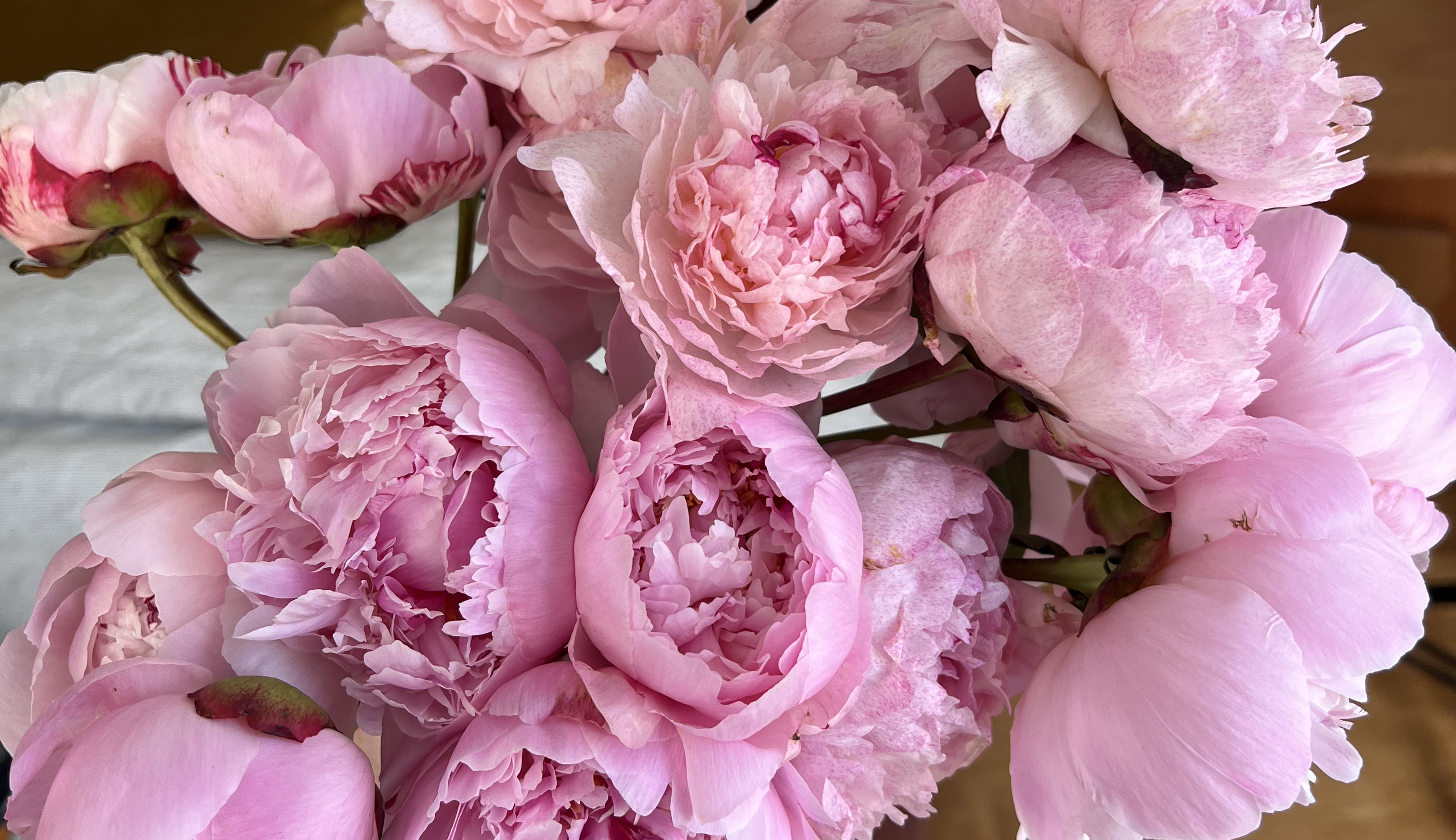 Close up of a peony bouquet