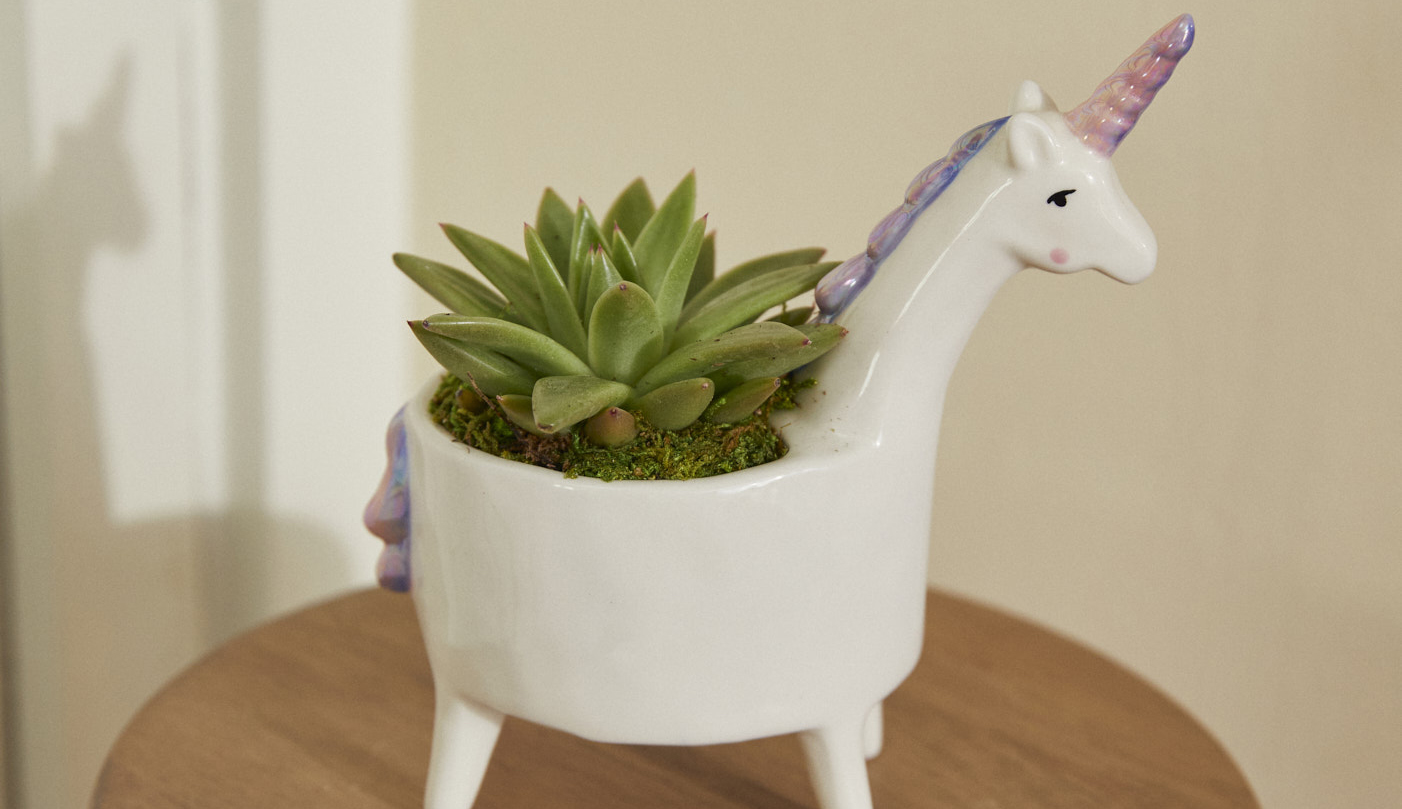 Close up of succulent in a unicorn shaped planter