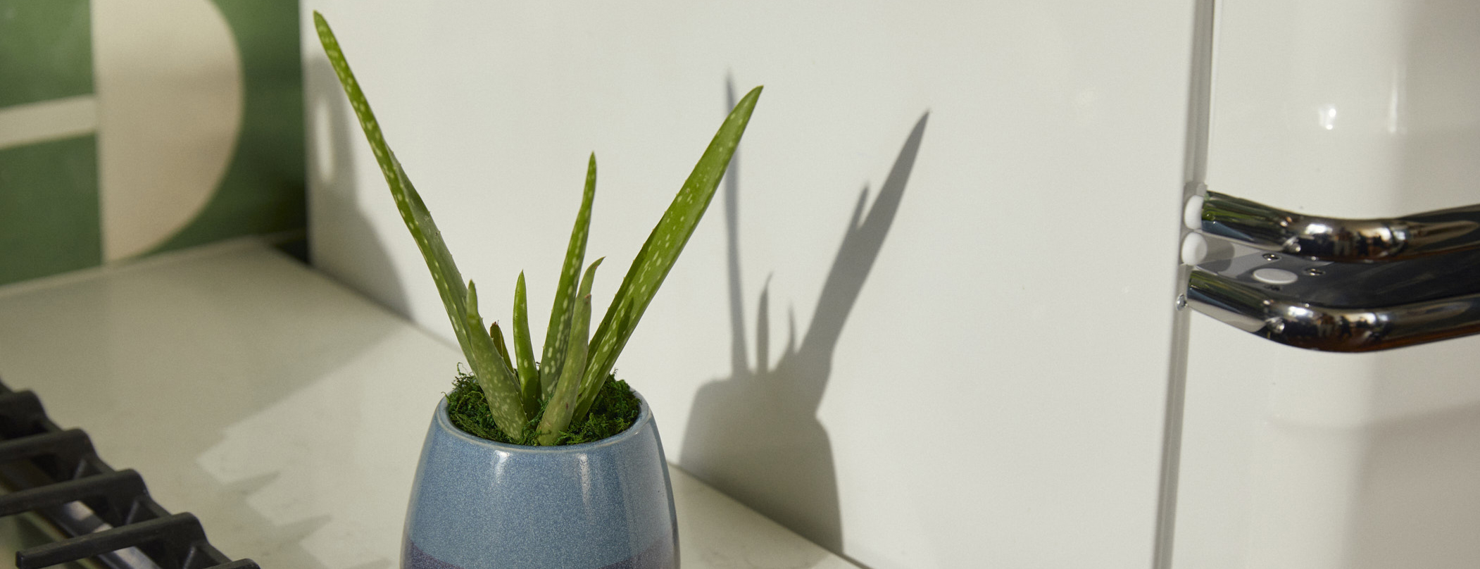 Close up of an indoor plant in a sunny kitchen