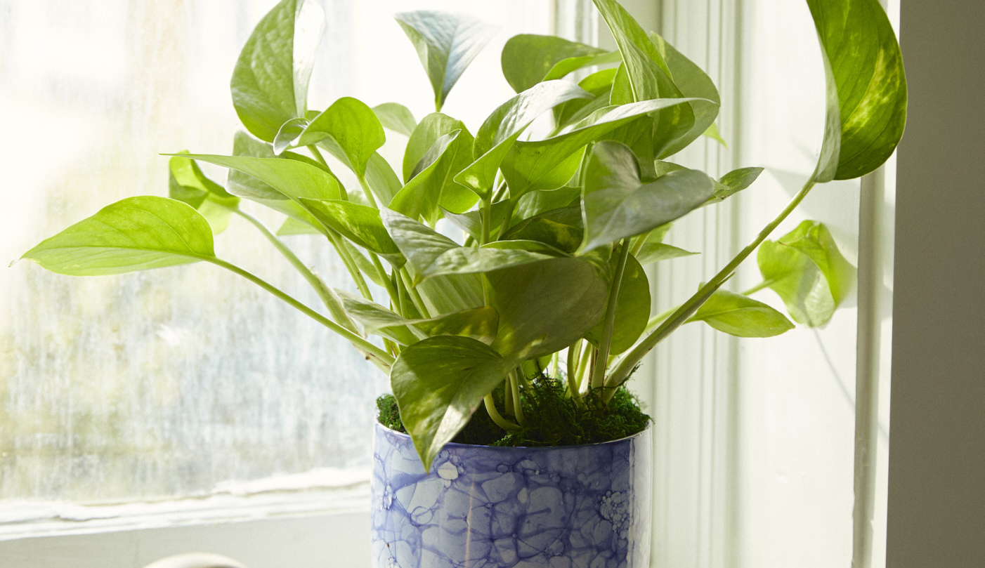 Close up of a pothos plant in a sunny windowsill
