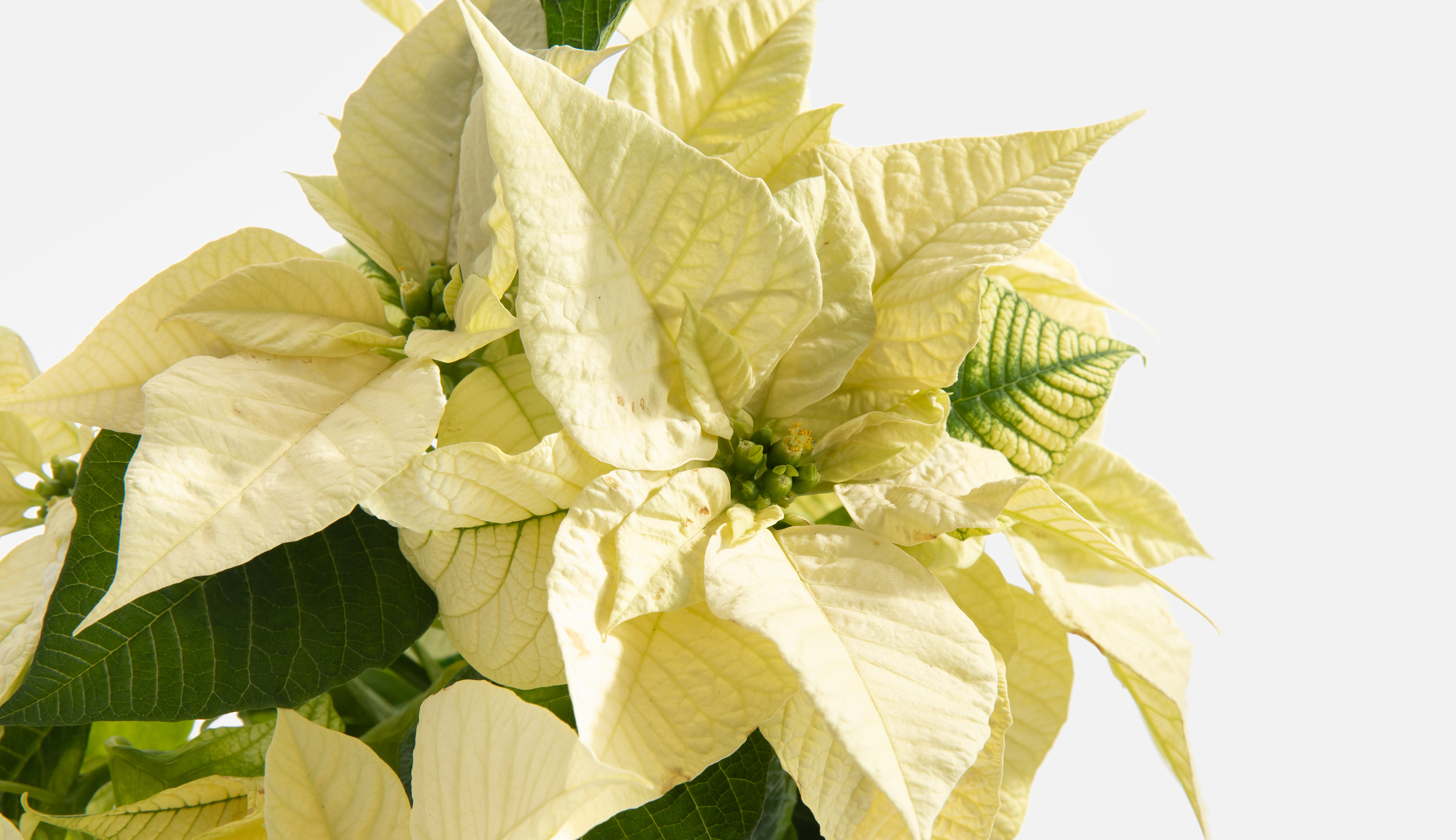 Close up fo a white poinsettia flower. Learn about the meaning of the poinsettia.