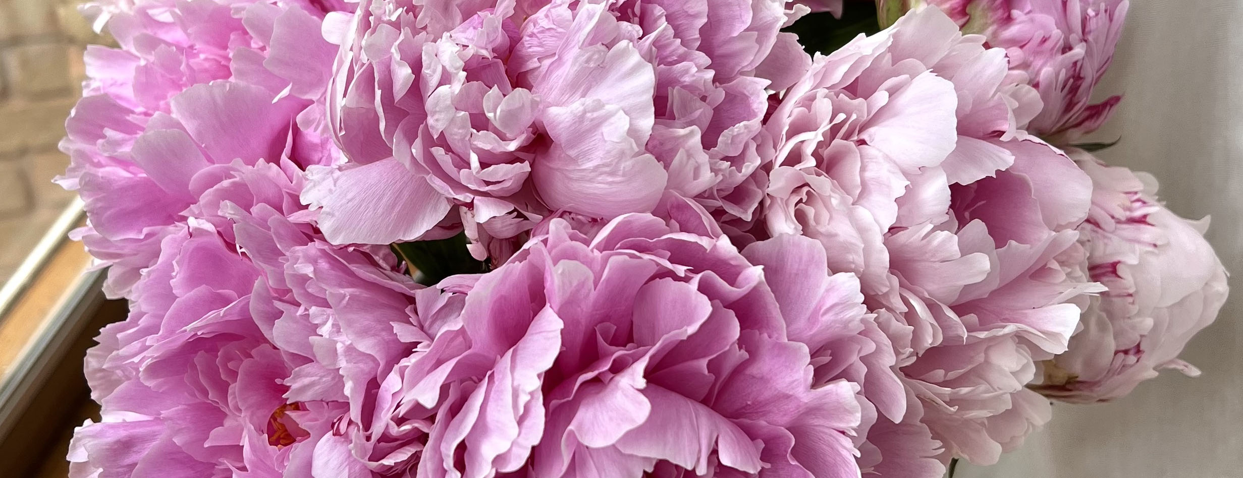 Close up of pink peony flowers for Valentines Day