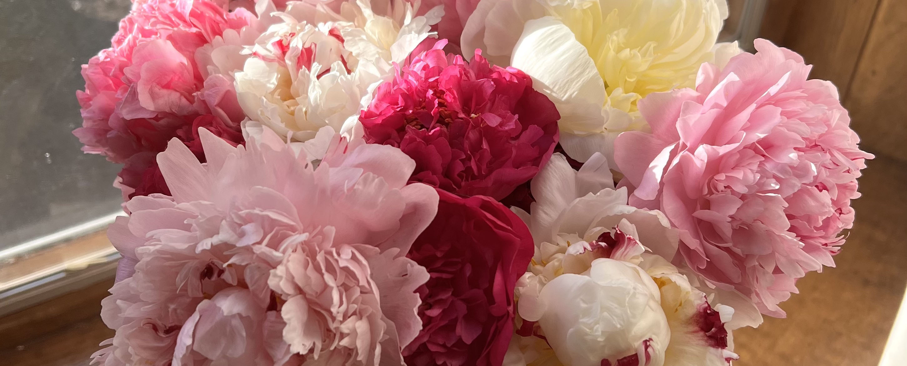 Peonies for Easter 2023