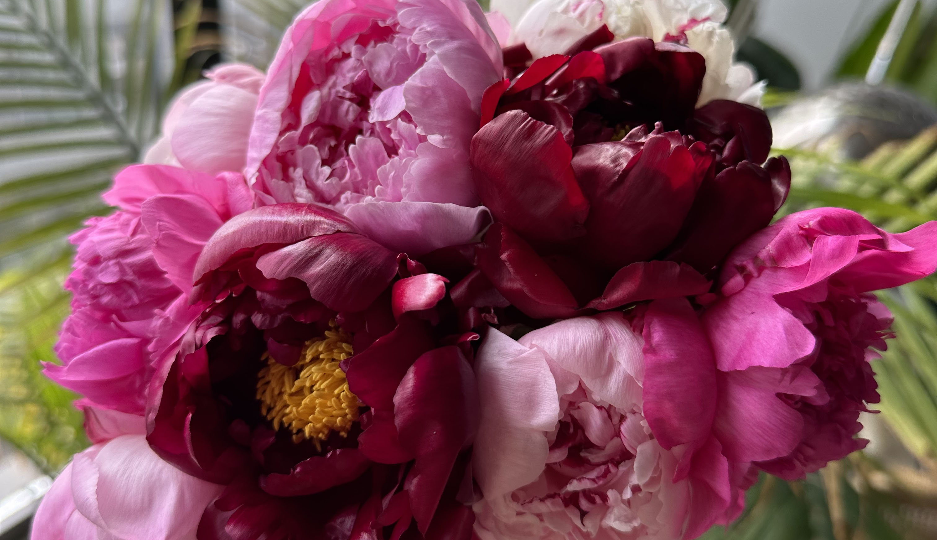 A bouquet of springtime peonies in pink and white