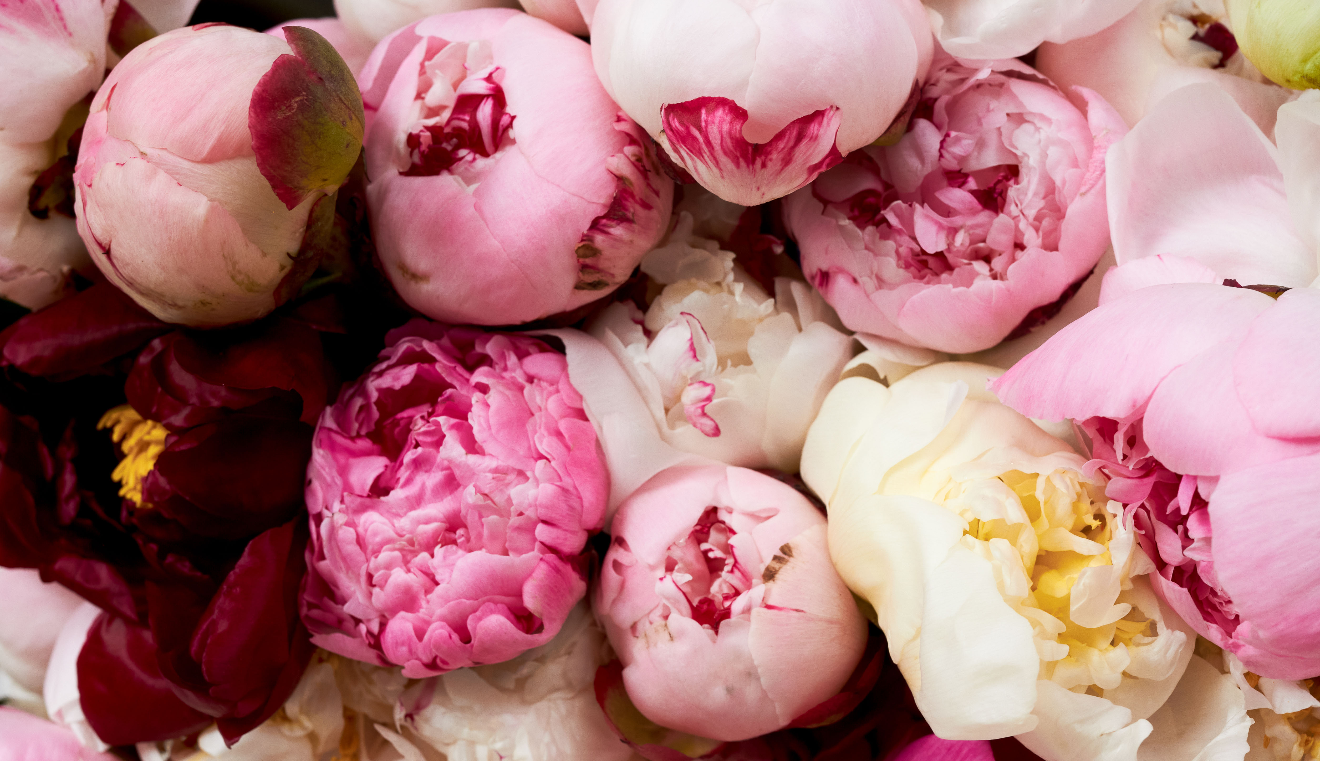 Close up of a bouquet of pink peonies, trendy flowers for 2023