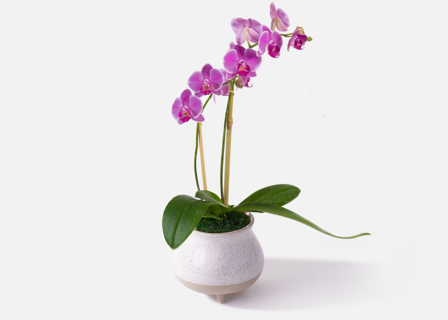 The Ambrosia Send Flower Bouquets Urbanstems Flower Delivery