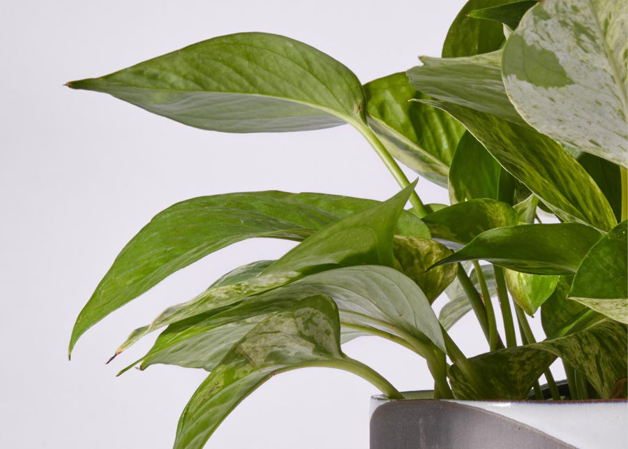 The Archie Pothos Plant Urbanstems Flower Delivery