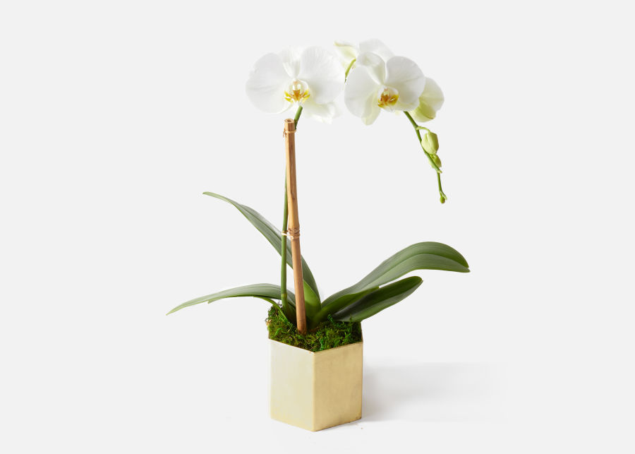 Orchids | UrbanStems Flower Delivery