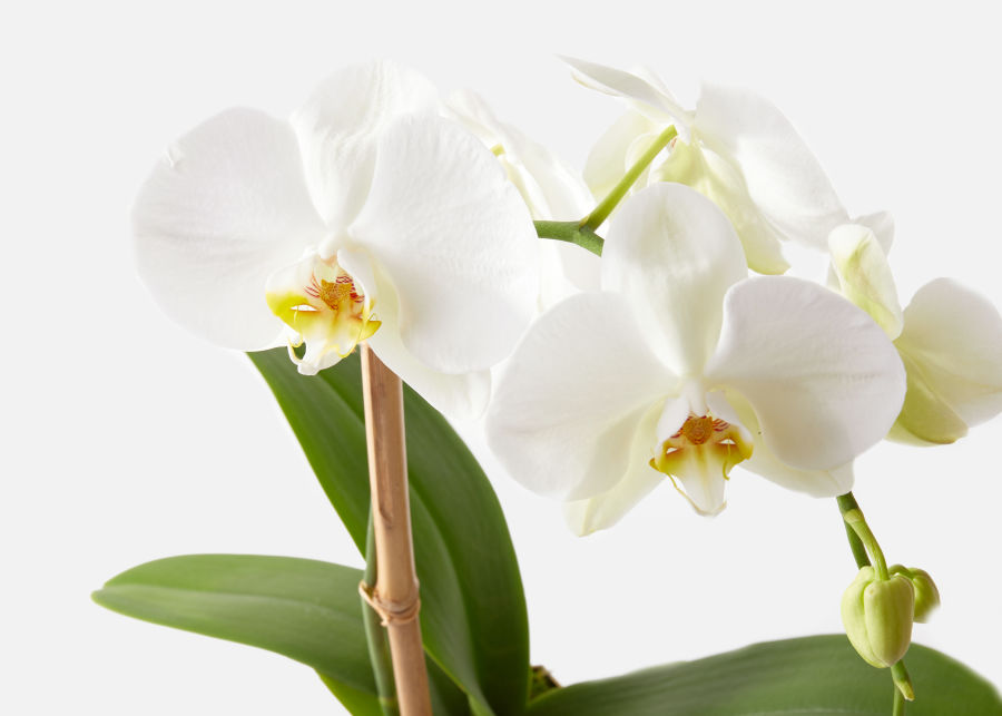 The Madonna Orchids Urbanstems Flower Delivery