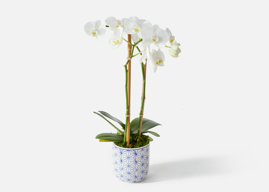 The Murano Send Flower Bouquets Urbanstems Flower Delivery